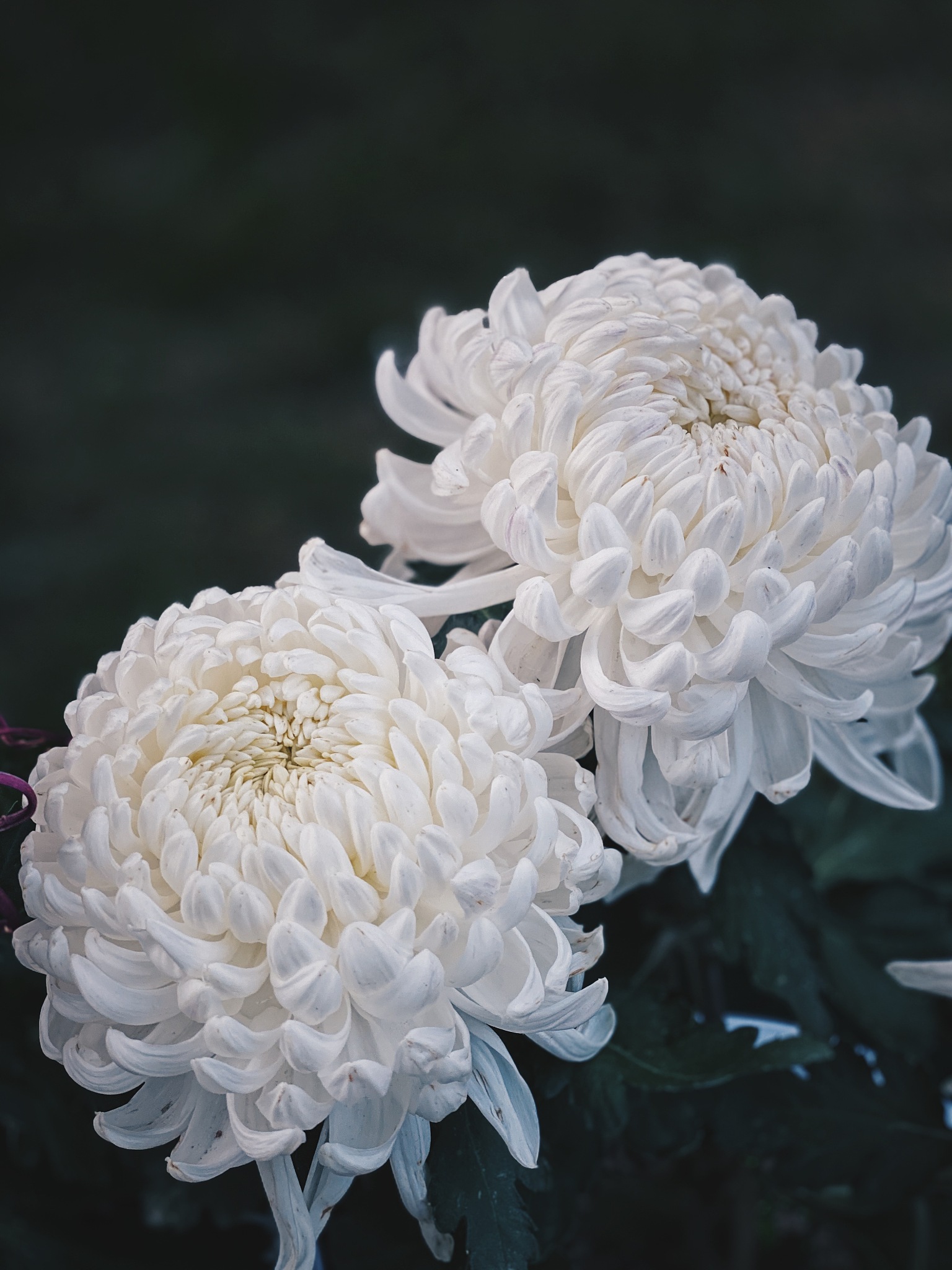 而她的梦想就是成为下一个无败三冠马娘即在臯月赏日本德比和菊花赏上接连取得胜利且之前的所有比赛都要夺冠。因为这三场赛事一生只能参加一次所以具有极高的含金量三冠也几乎是所有马娘的梦想。而帝王已经以不败的战绩成功赢得臯月赏和日本德比的冠军距离无败三冠只差最后一场菊花赏。把这段话翻译成日语