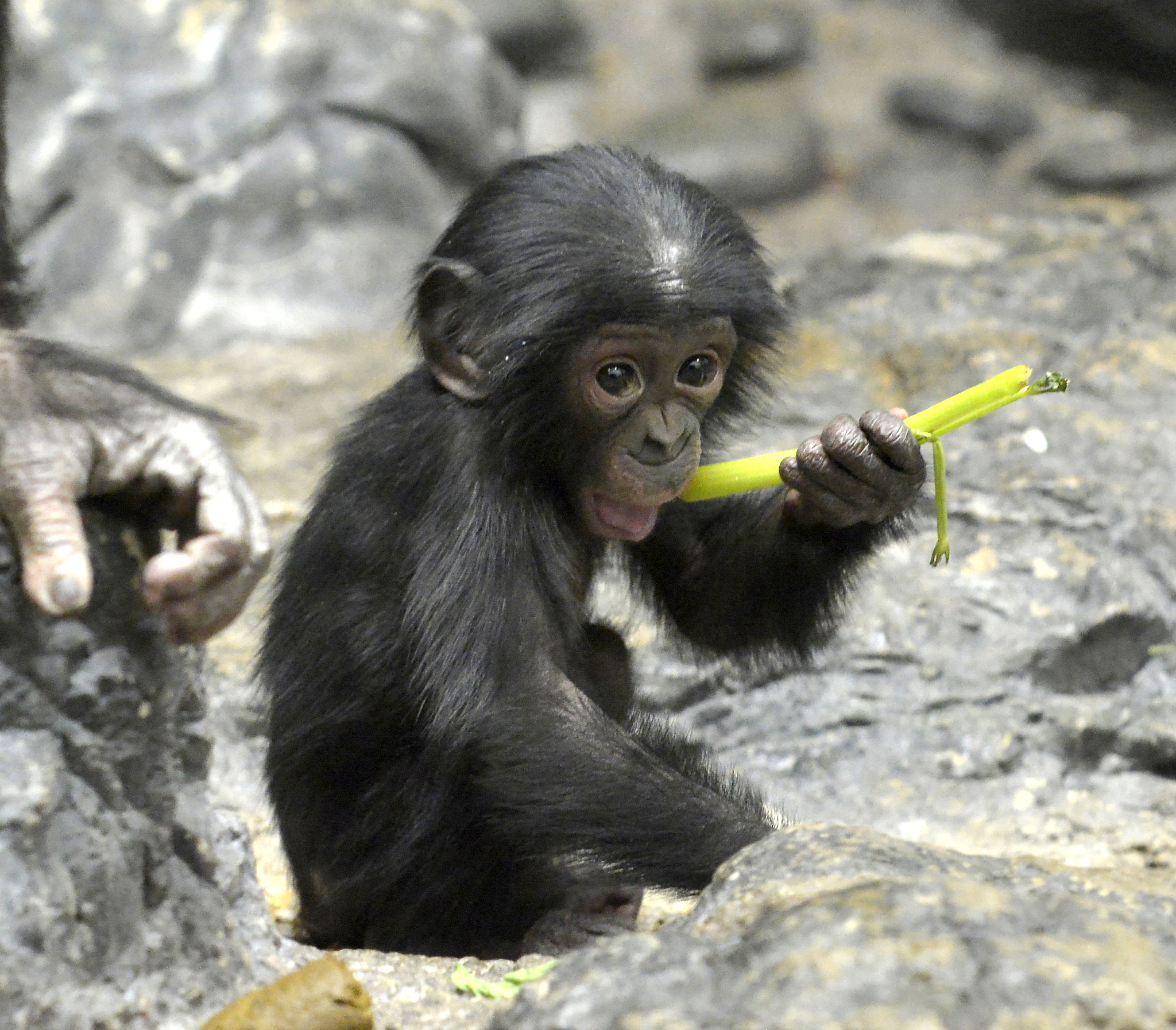 bonobo baby