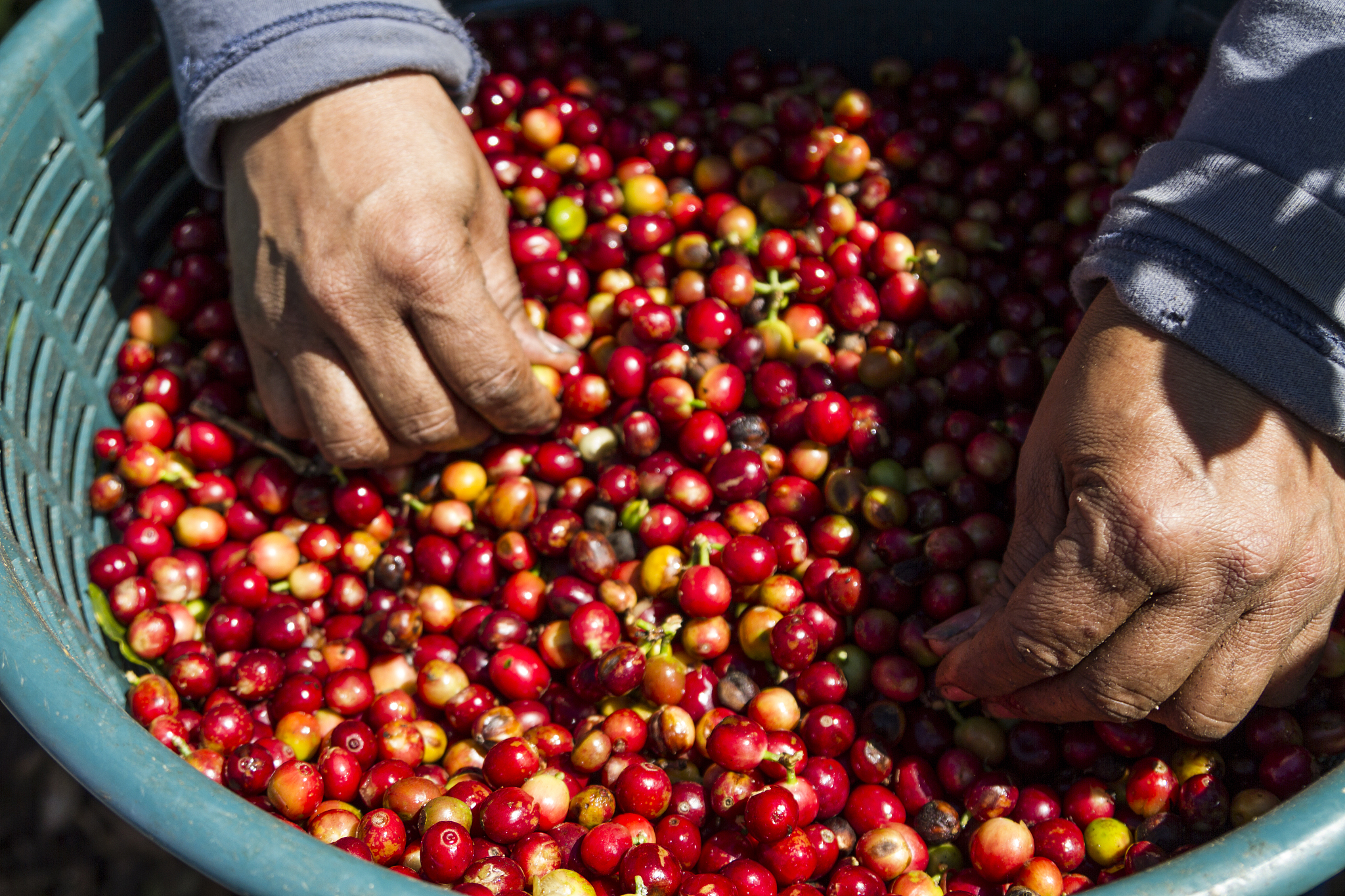 世界上流传的5个关于“咖啡豆的传说”。