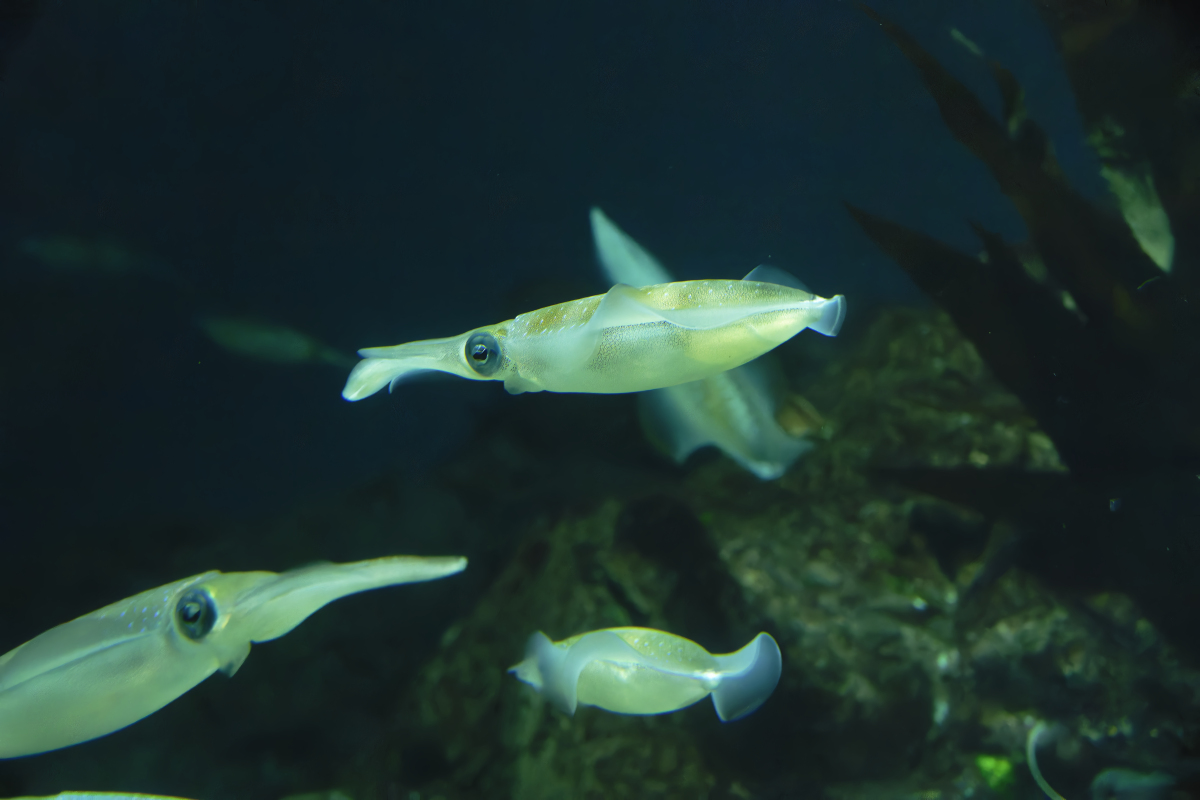 海洋药学专业：探索海洋宝藏，守护海洋未来