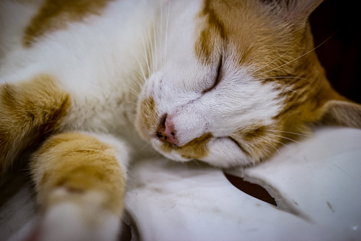 猫赖氨酸的作用和功效：猫咪生长发育、皮肤毛发和免疫力的关键