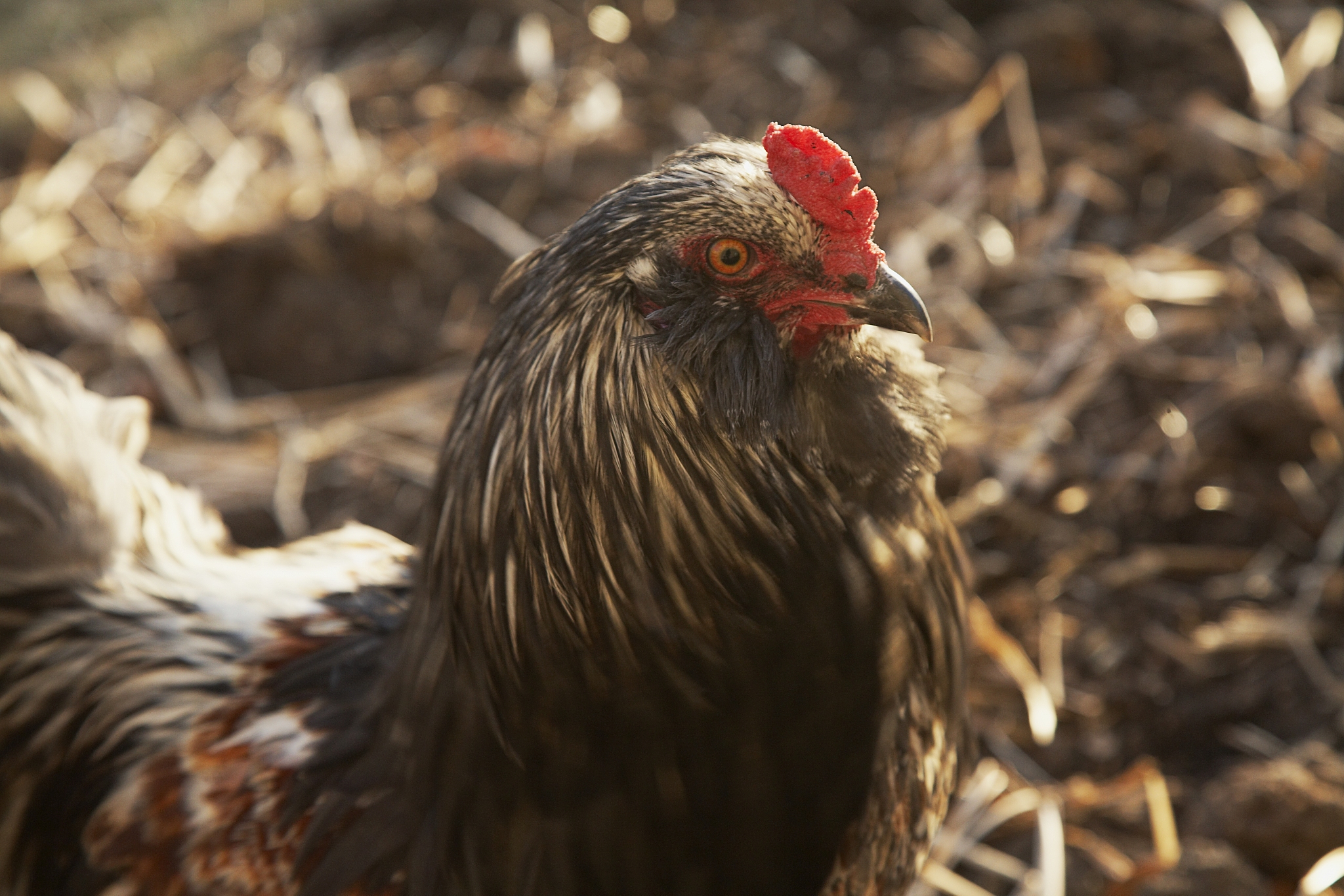 chicken