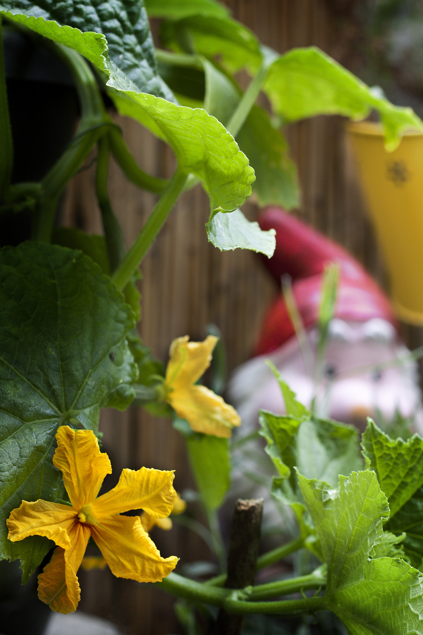 gurkenblüte cucumis sativus