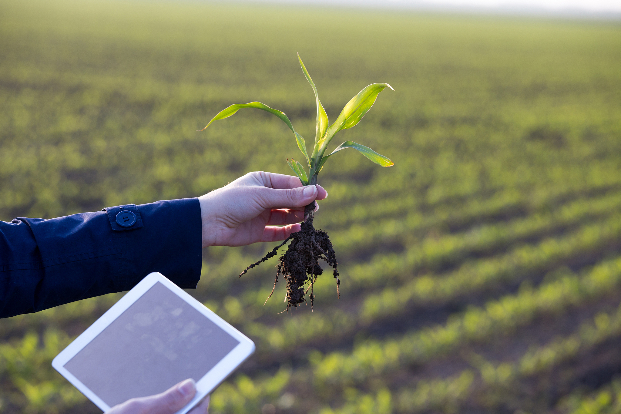 讨论内容包含农业模型、基因编辑、农业生态、水氮效率、数字化农业、试验数据管理和研究论文写作概述讨论内容和1 通过阅读文献为中国各主要玉米区建立了一个数据库包含气候信息、品种、密度、施肥率、肥料种类、施肥方法和若干农艺措施如耕作。评估各地区之间各做法对产量的贡献确定最佳做法布局。2 根据全国统计和气候数据结合APSIM模型评估各地区在现有农民实践下的产量和最佳实践布局的产量。确定各地区之间的产量差距