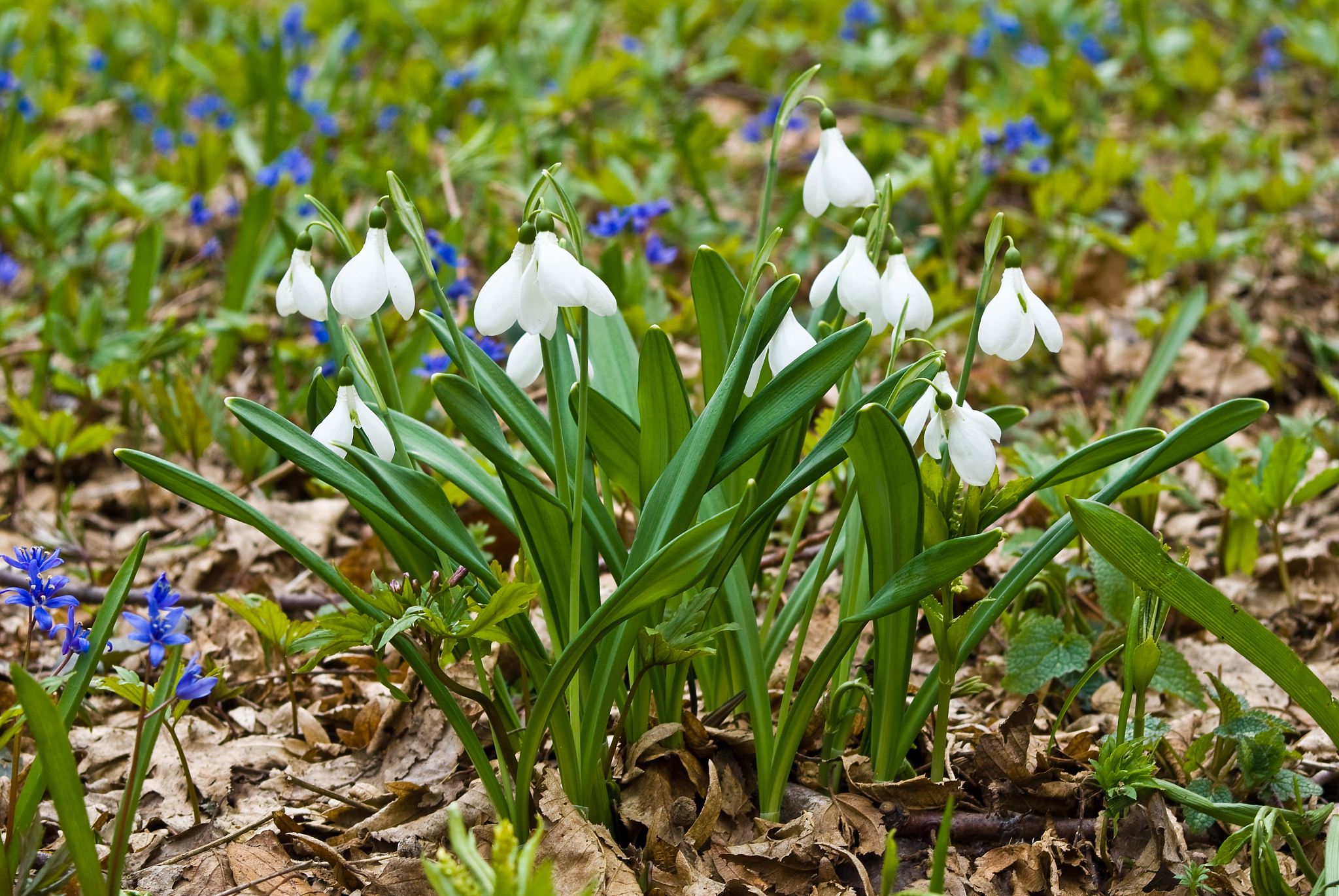closeup white spring snowdrops