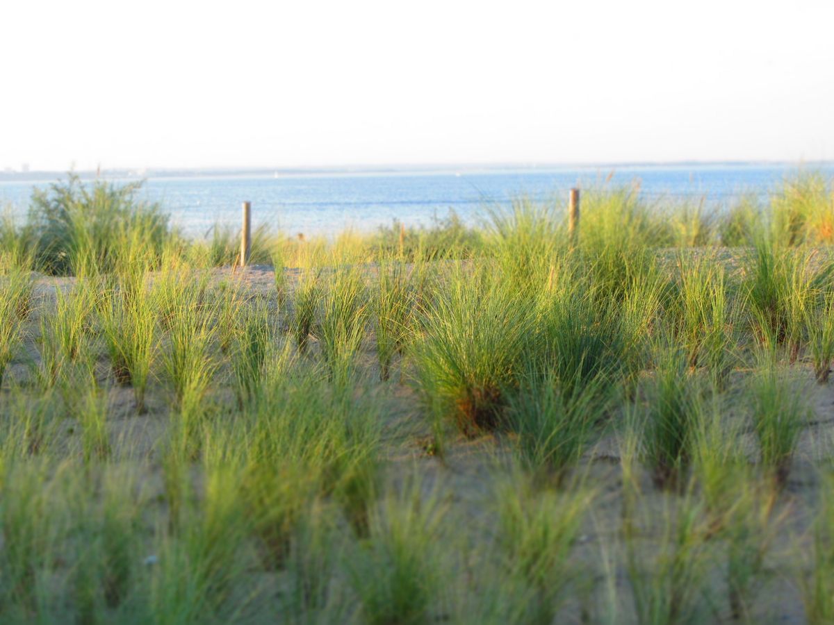 哈尔滨金河湾湿地植物种类盘点：约200种，包括珍稀植物