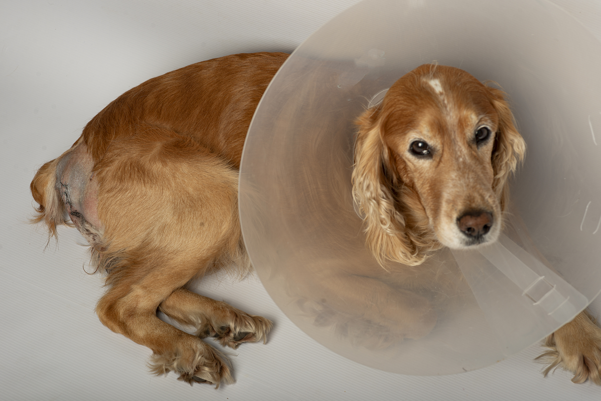 你是一个宠物专家熟悉各种宠物习性我希望用你的专业知识帮助我解决一些宠物相关的问题并已文章的形式呈现文章要做好问题关联细分并详细说明字数最好不低于1000字。根据这个标题：狗狗犬瘟又吐又拉？特别注意在文章中不要出现首先、其次、最后、接下来、综上所诉字眼。