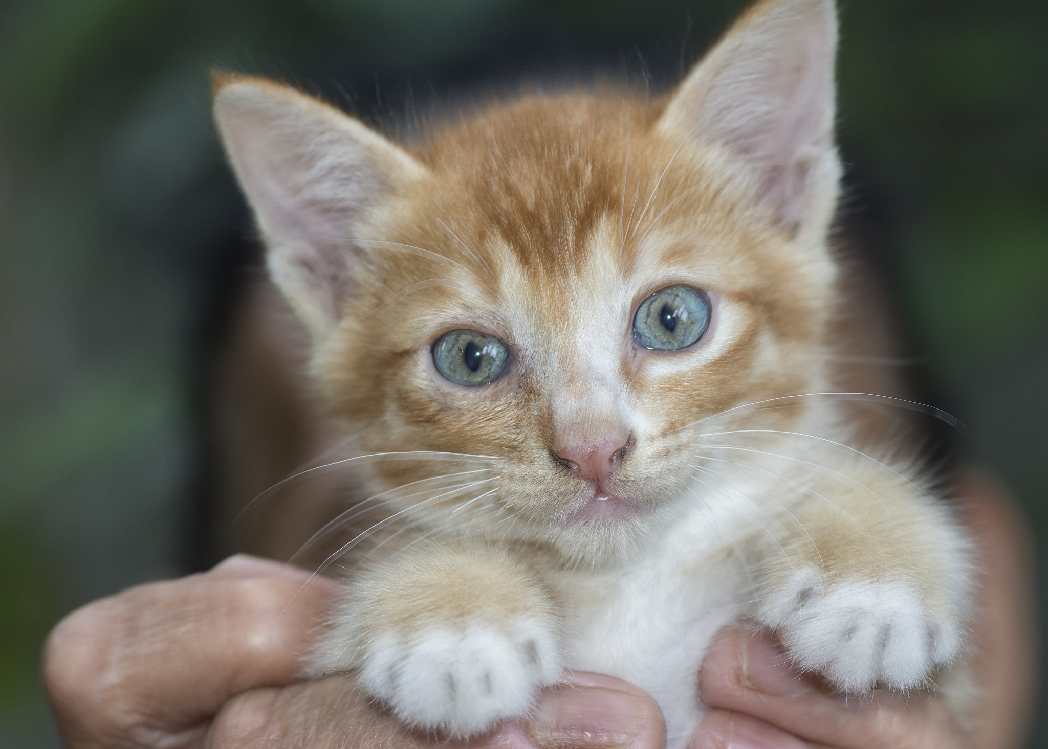brown kitty