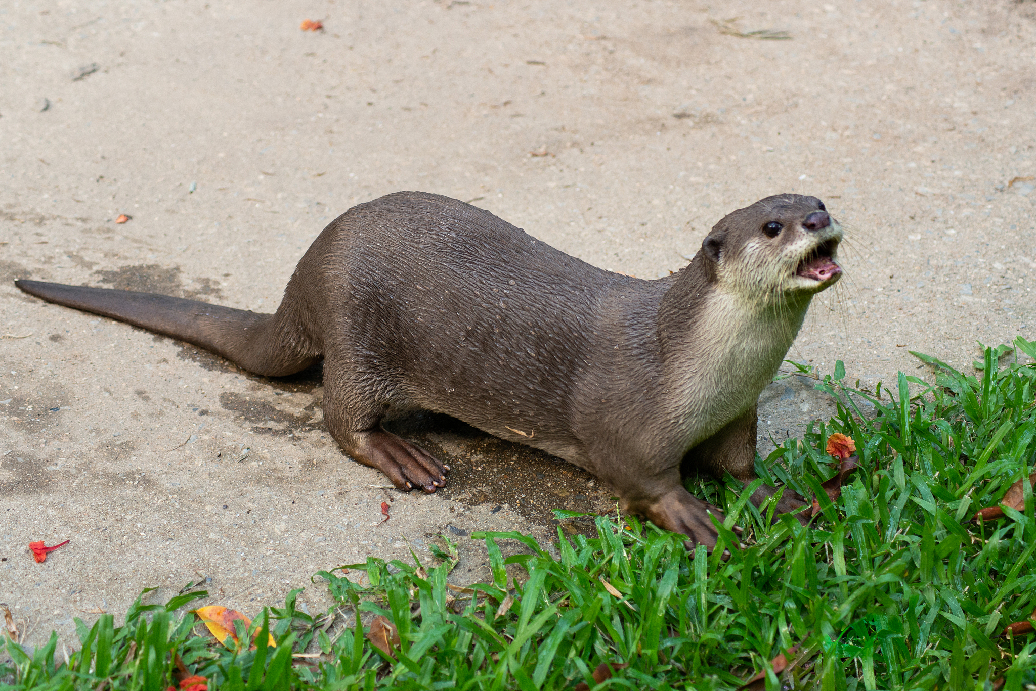 otter