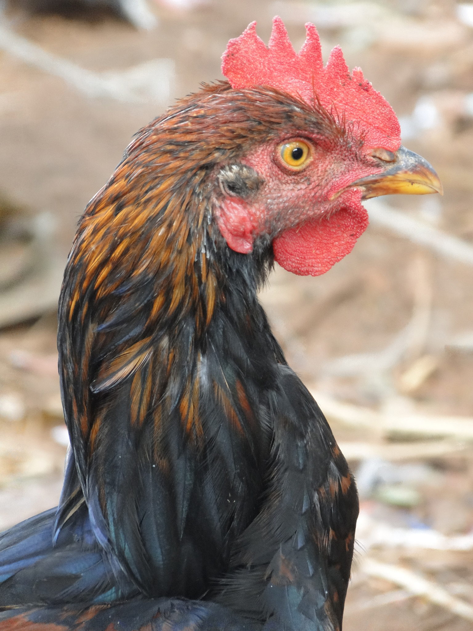 fighting cock