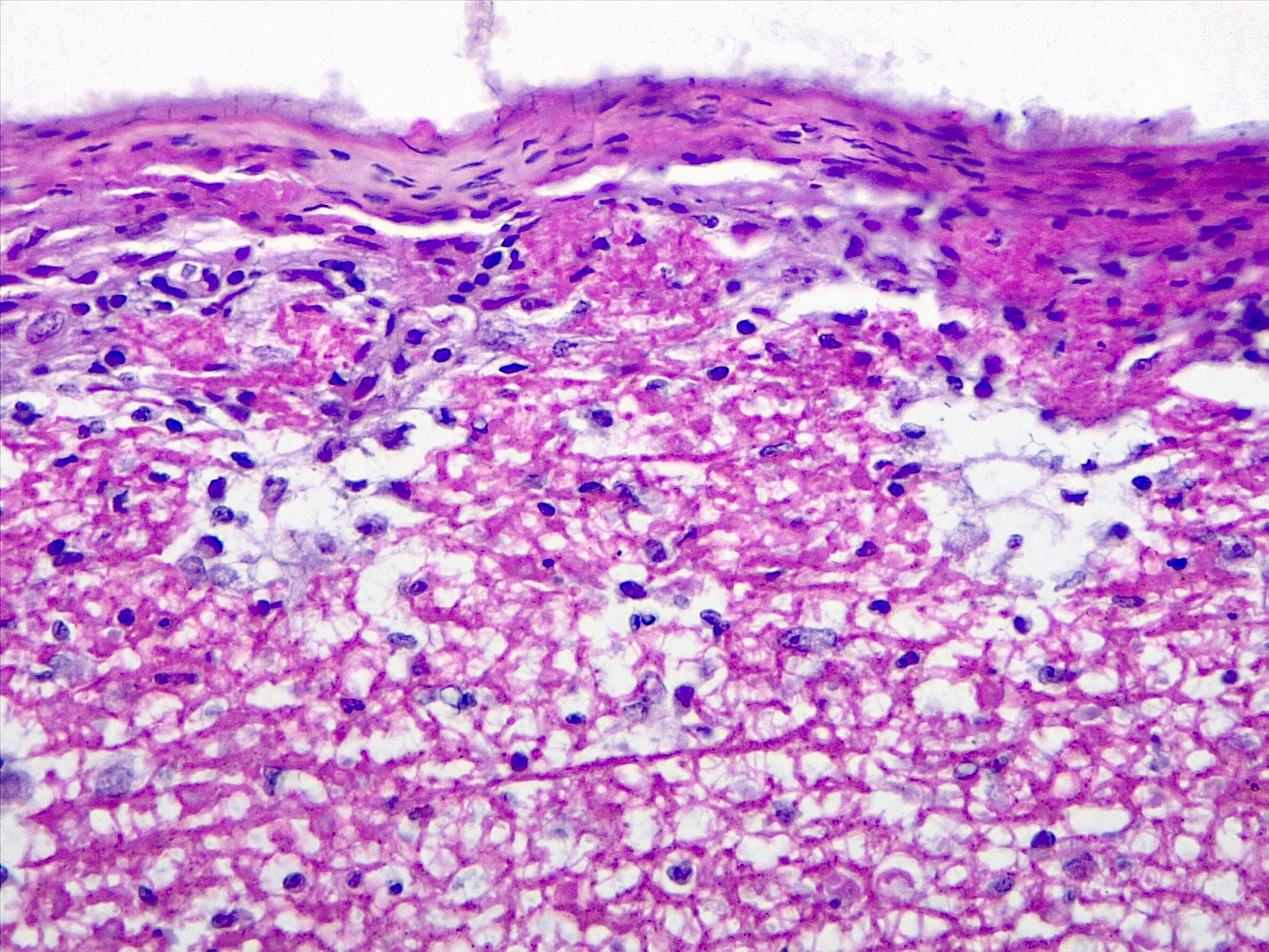 七年级上册生物实验教学计划：观察显微镜下的细胞结构