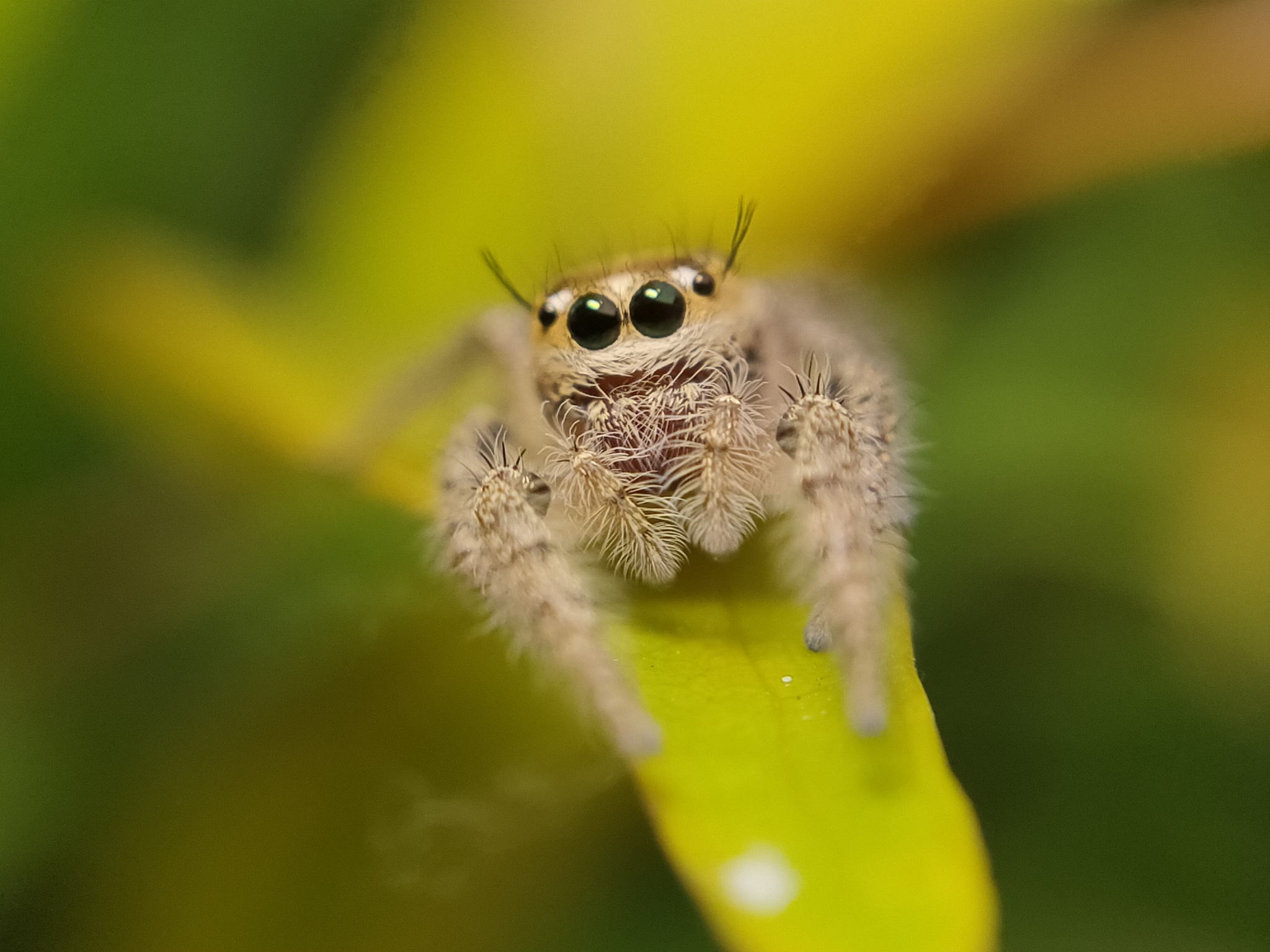 phidippus audax soroa regius or jumping spider is a macro photog