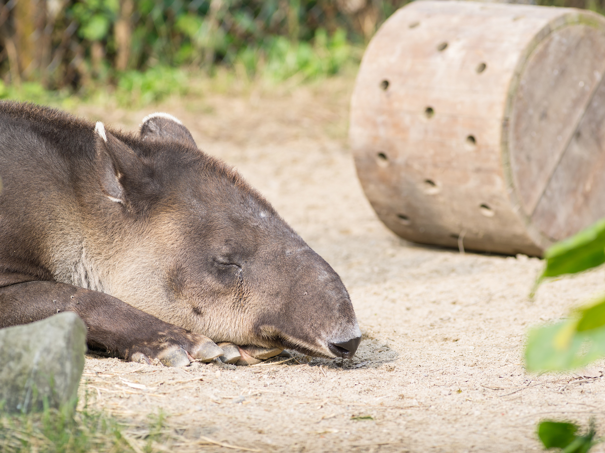 portrait of sleeping tapir, with mouth closed