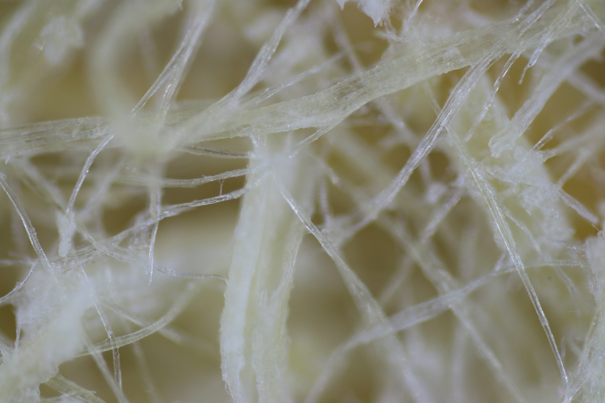 丝素蛋白：用途广泛的天然生物材料