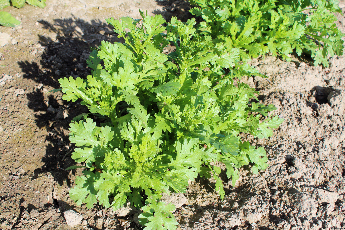 江苏灌南苦菜：治疗胃部不适的天然良药