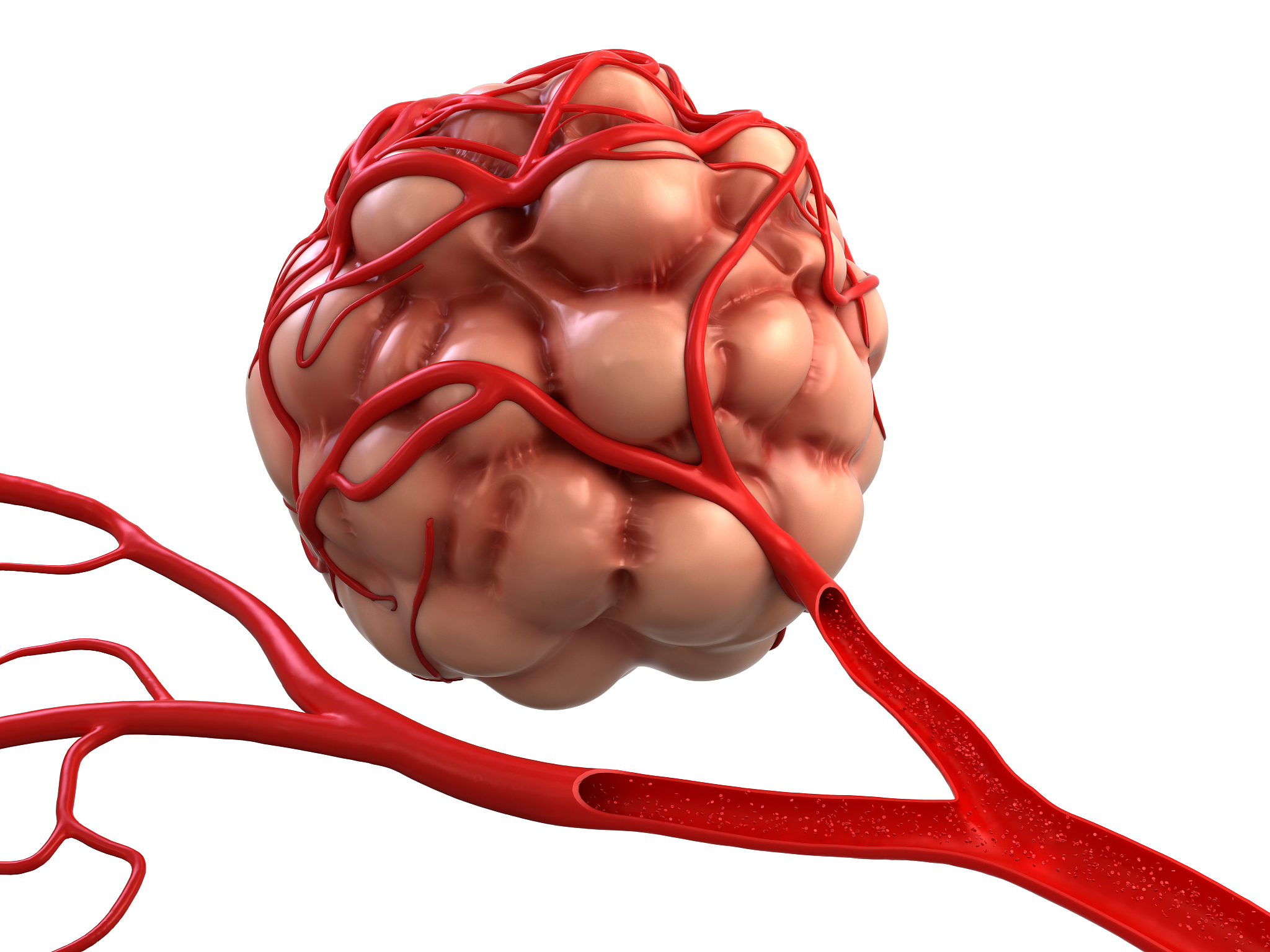 TROP2 细胞信号传递机制 - 详细解析