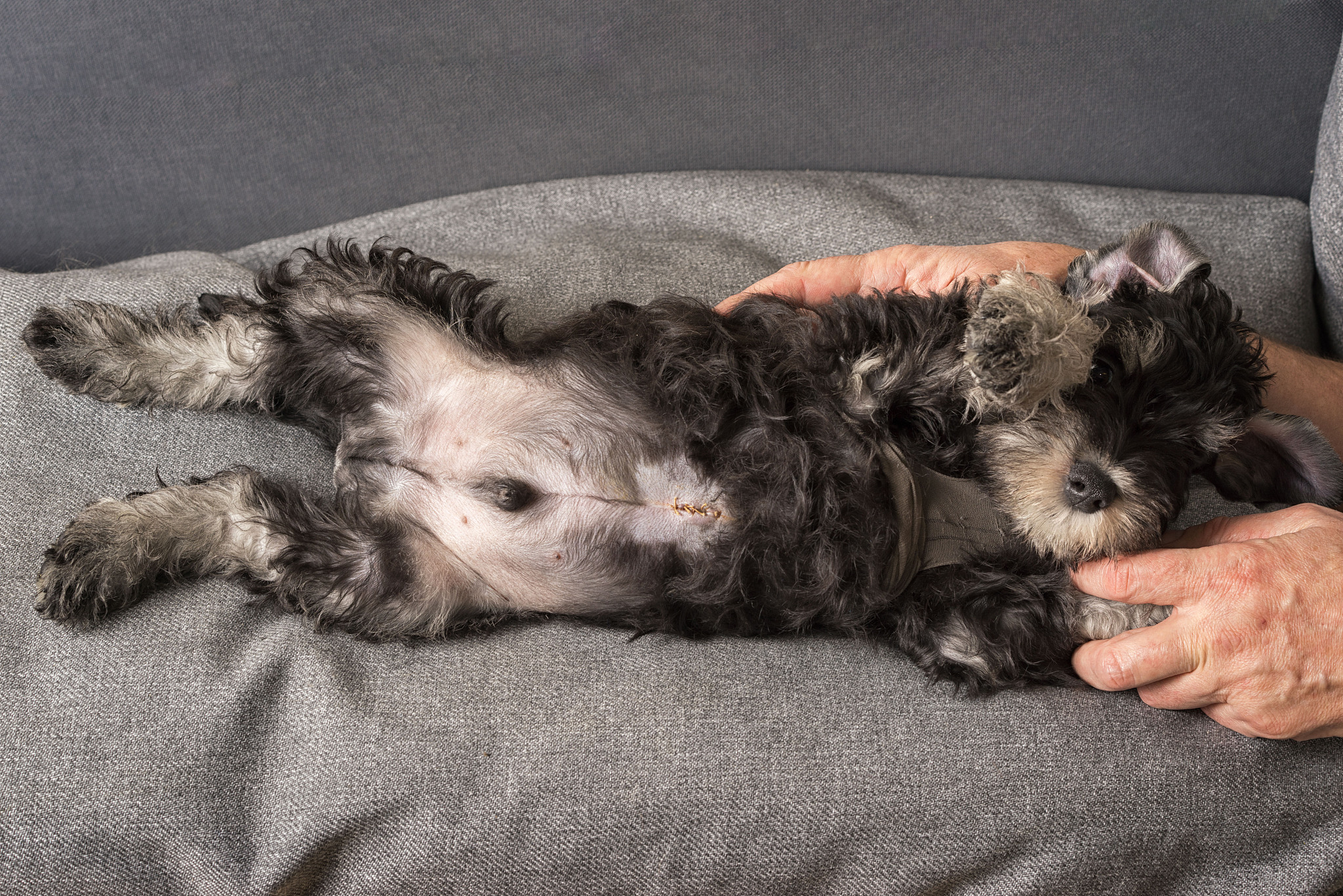 puppy with surgical sutures after surgery for the umbilical hern