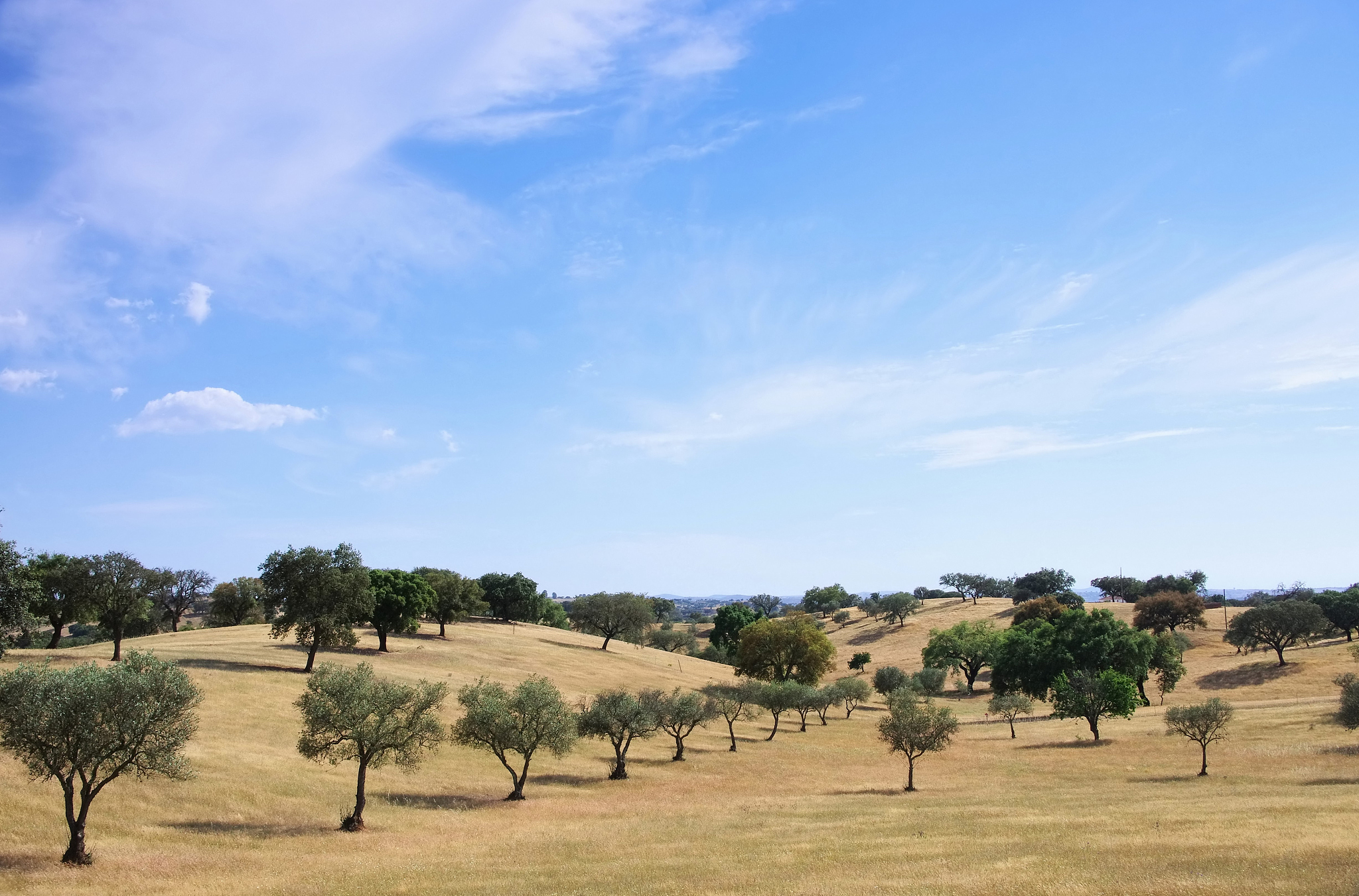 dehesa