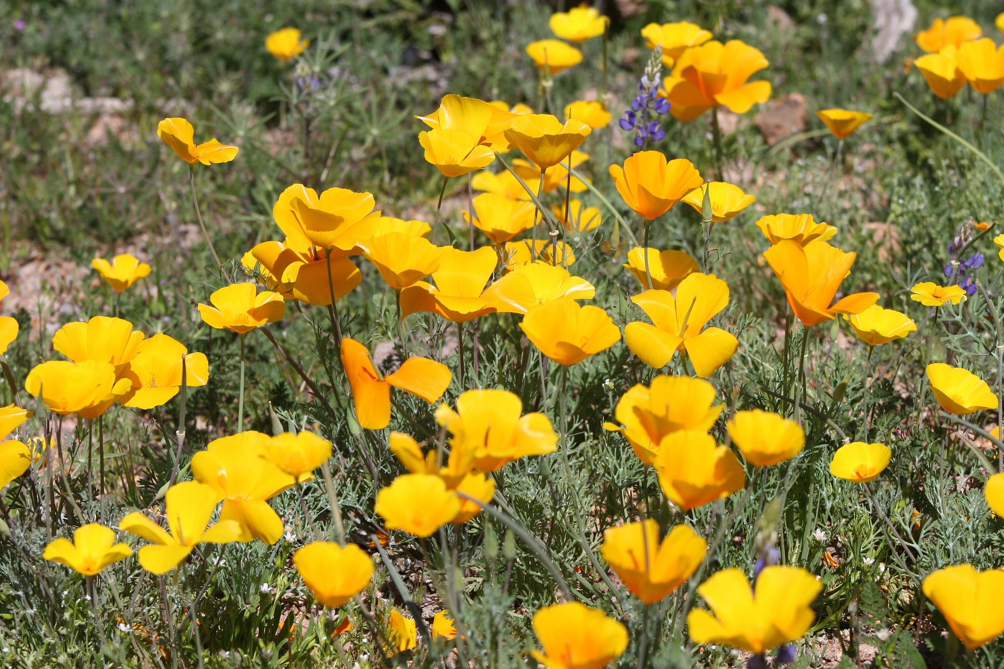 yellow poppies in spring