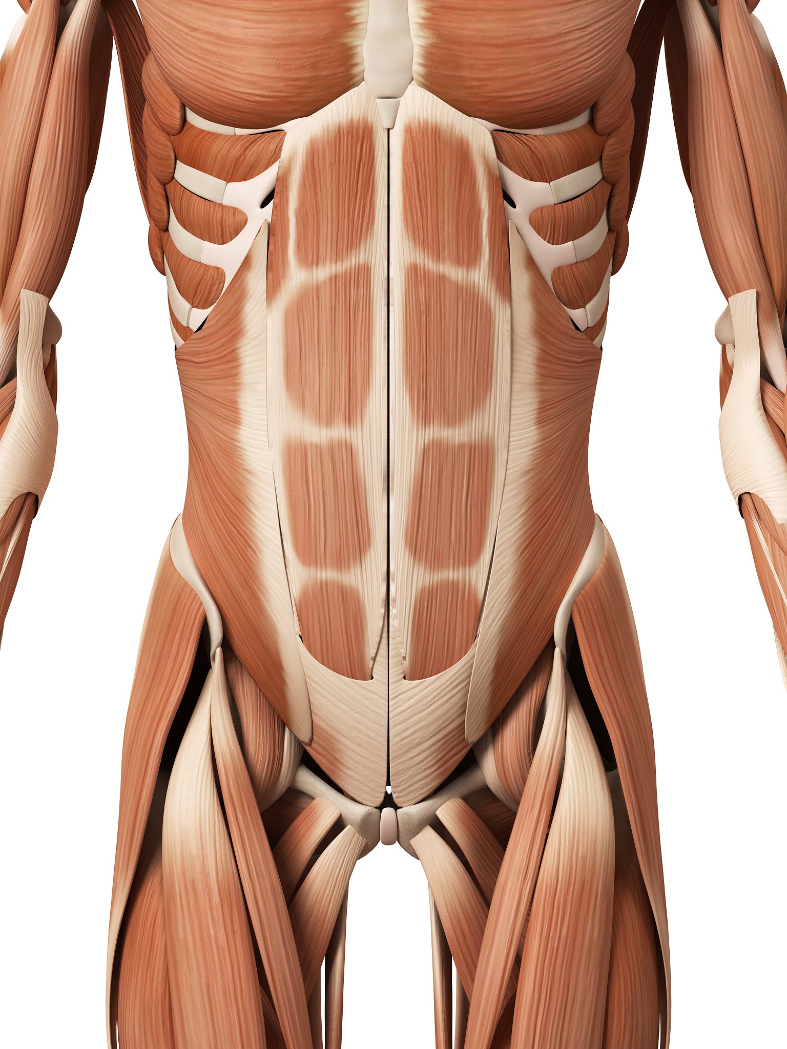 大肌群和小肌群详解：全面解析人体主要肌肉群