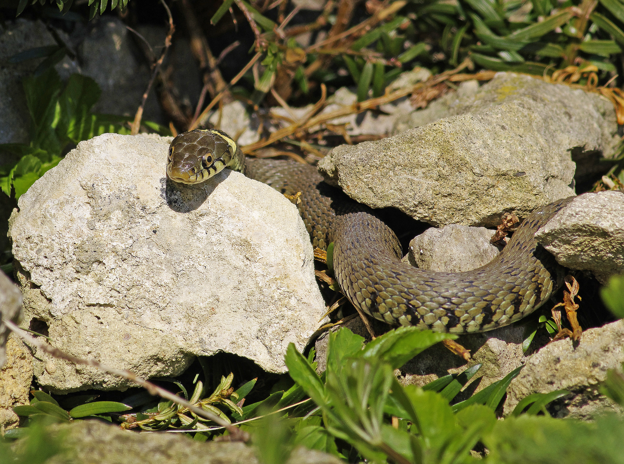 双子座和12个生肖中的每一个配吗？12个文章标题