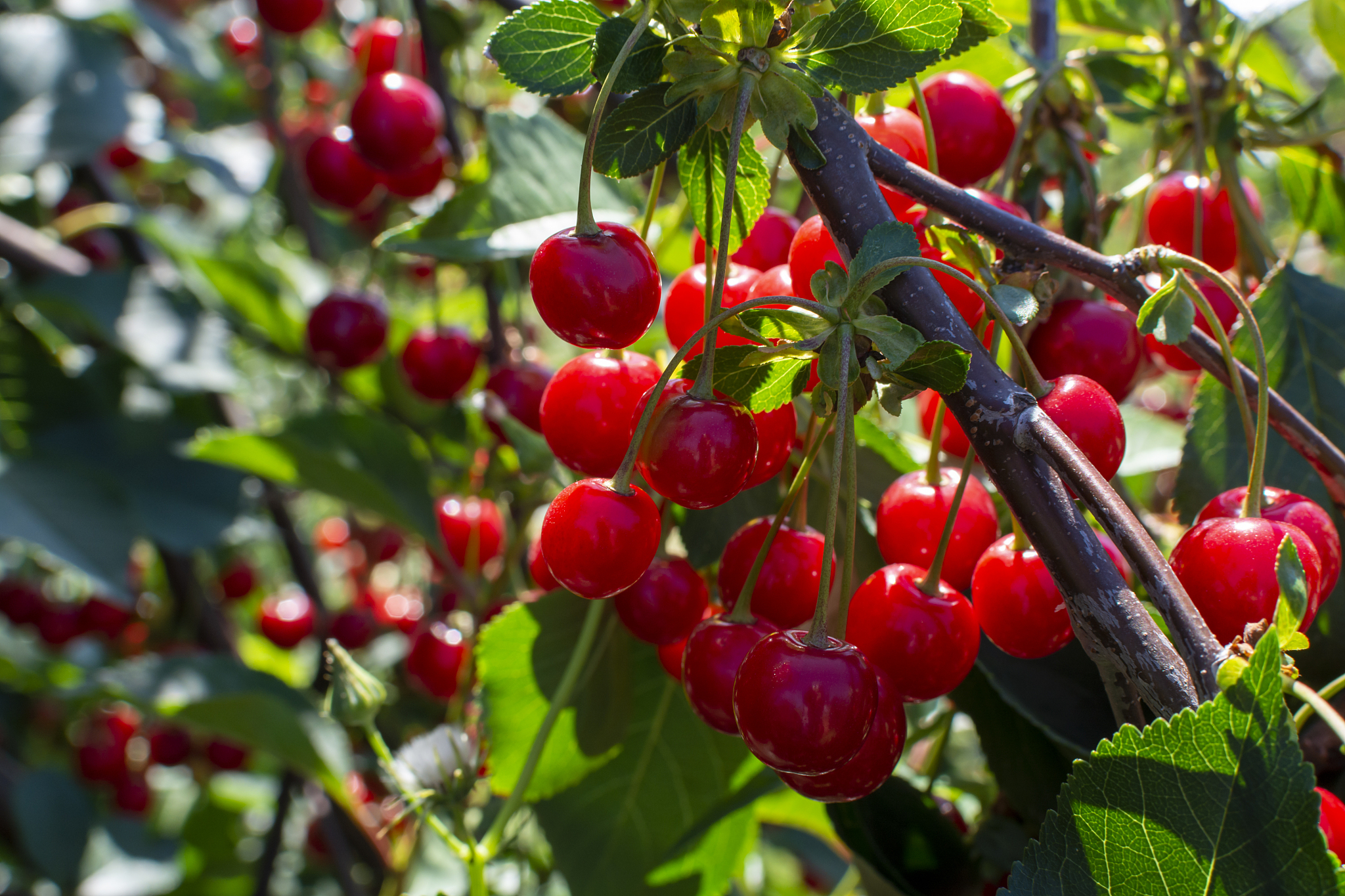new harvest of prunus cerasus sour cherry, tart cherry, or dwarf