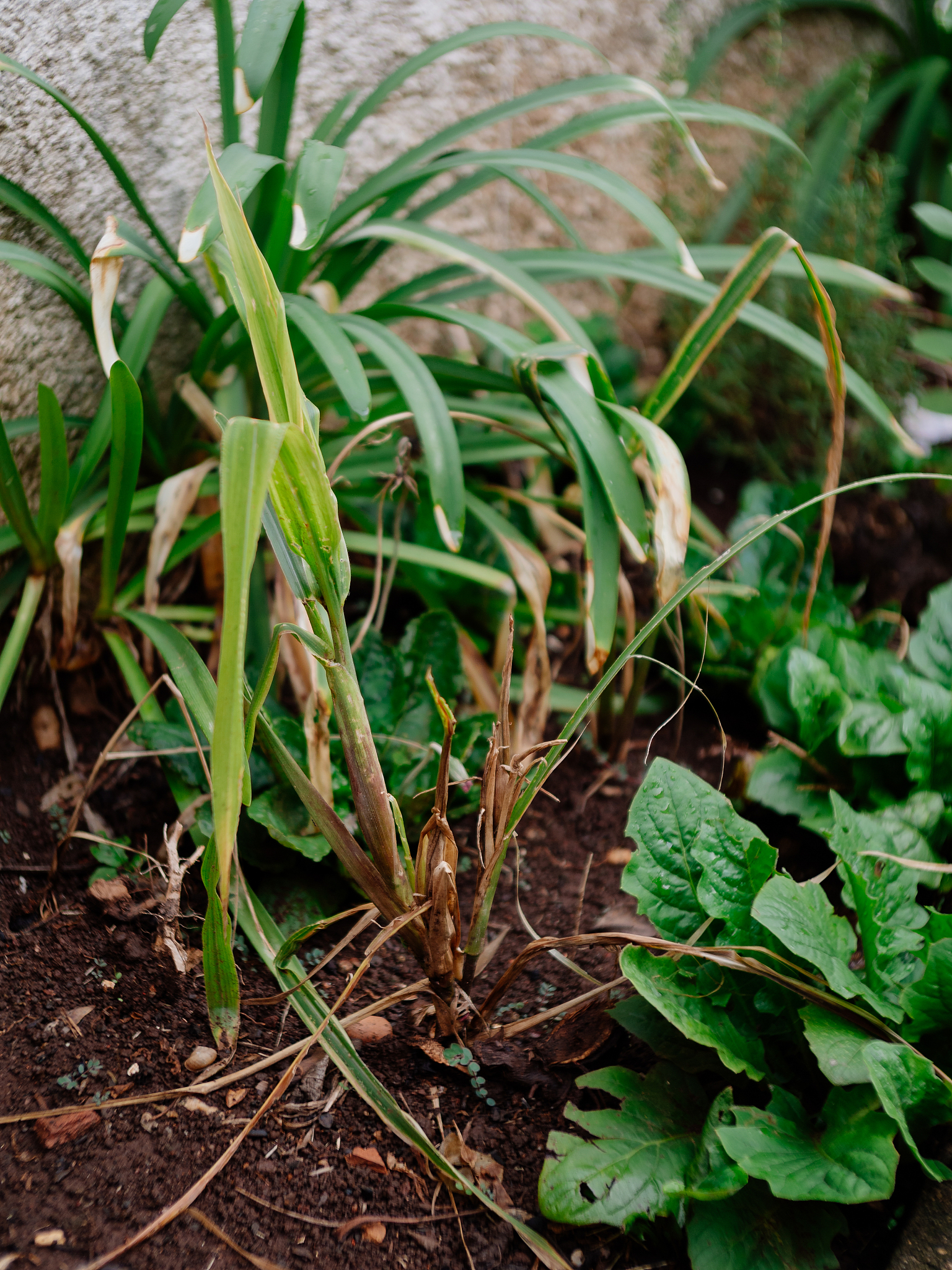 玉米从抽穗到成熟要多久?详解玉米生长周期 玉米从抽穗到成熟要多久?详解玉米生长周期