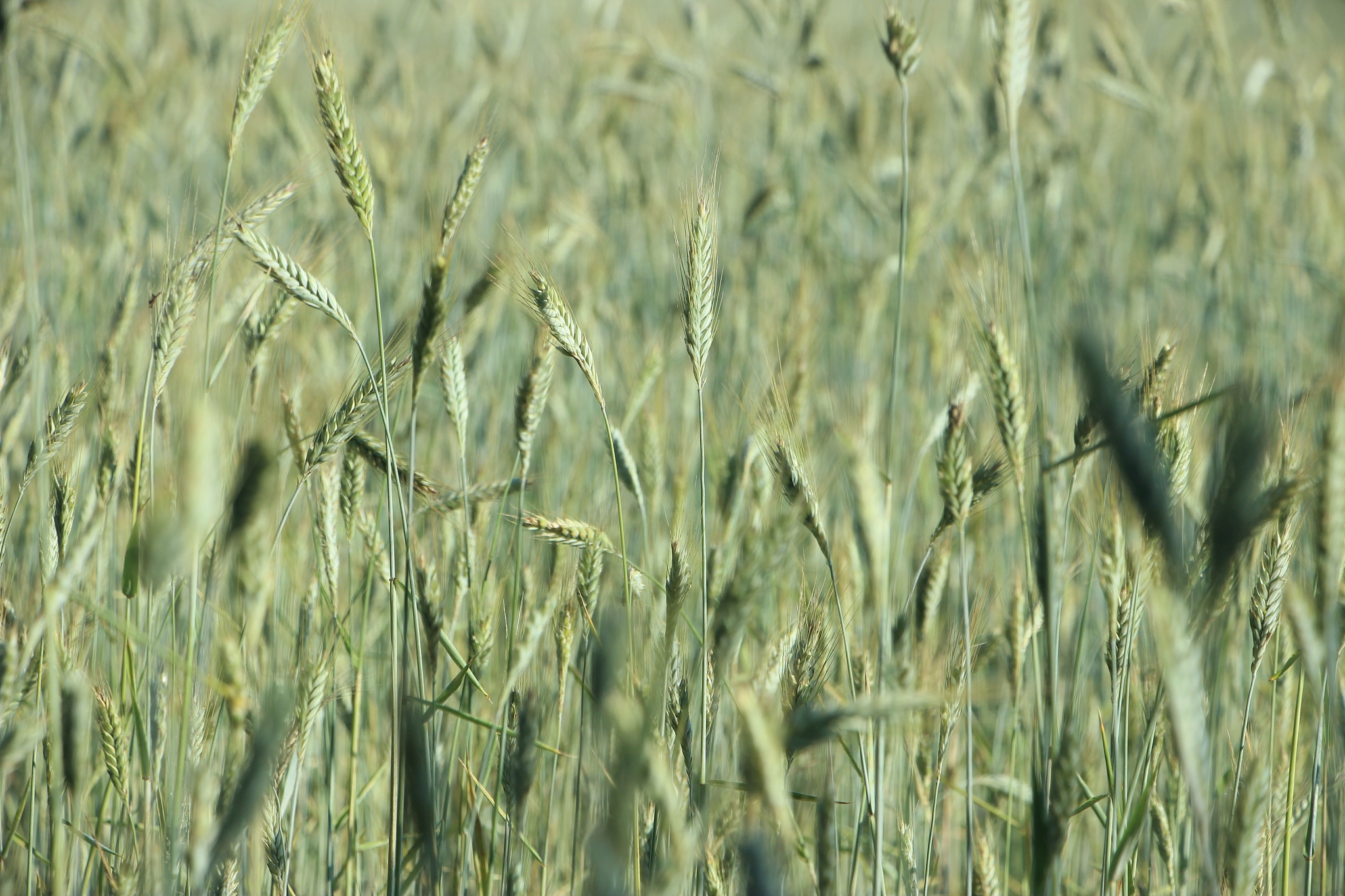 翻译：For wheat new varieties are typically developed by genetic crosses amongexisting varieties and thus the contribution of each new variety to the over-all crop diversity depends on their relatedness