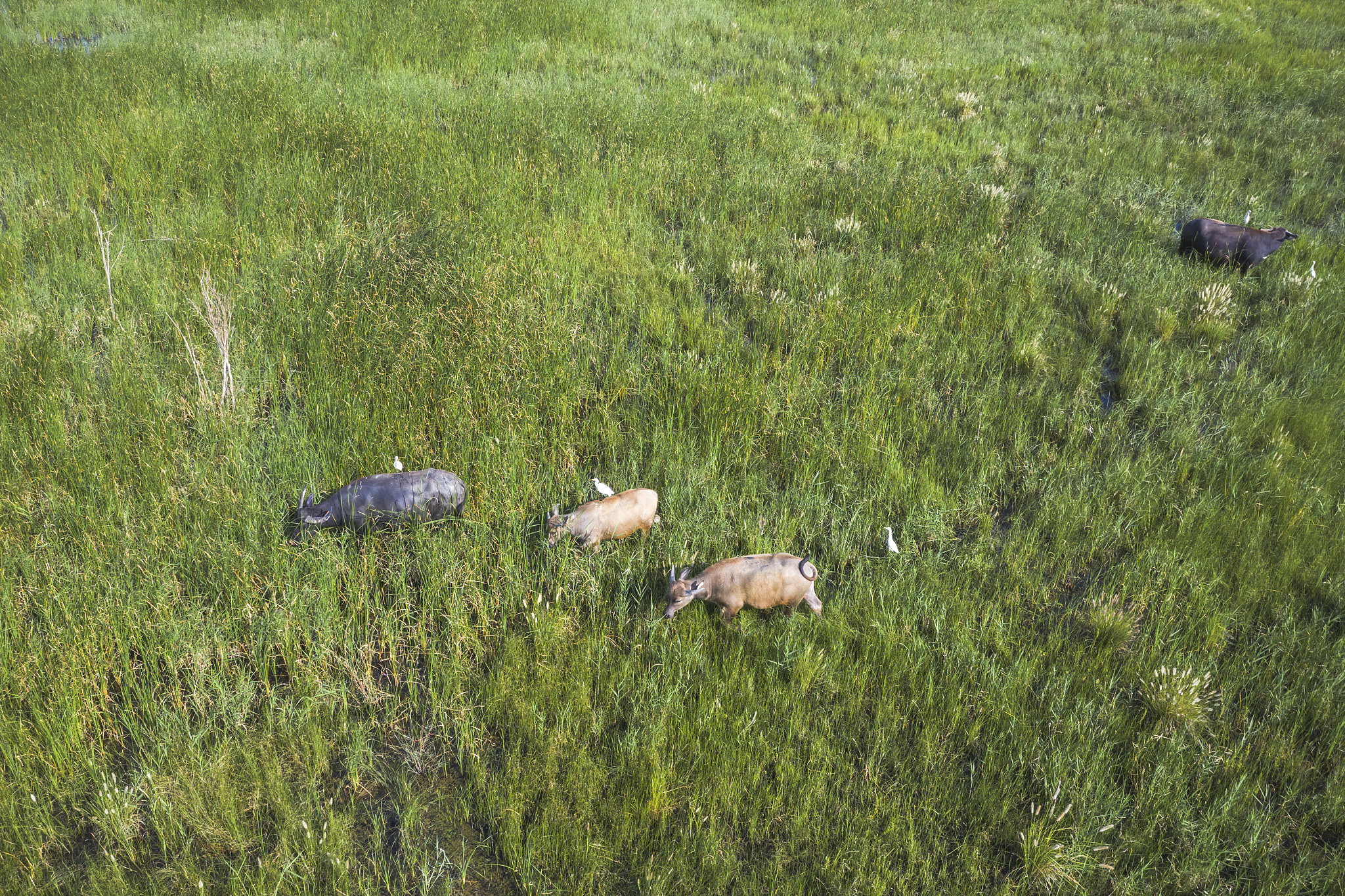 适度放牧在生态系统能量流动中的意义是什么 回答+ 拓展