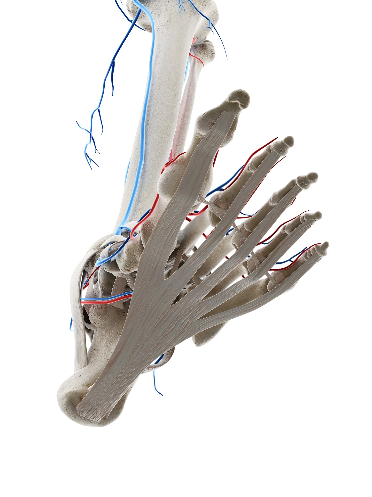 正中动脉: 人类进化的线索?