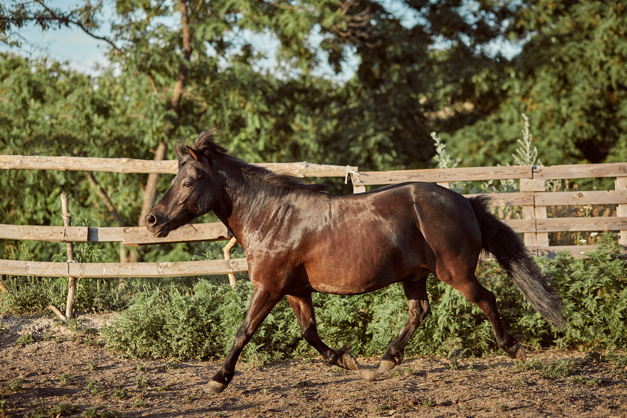 tethered brown pony running in the paddock.