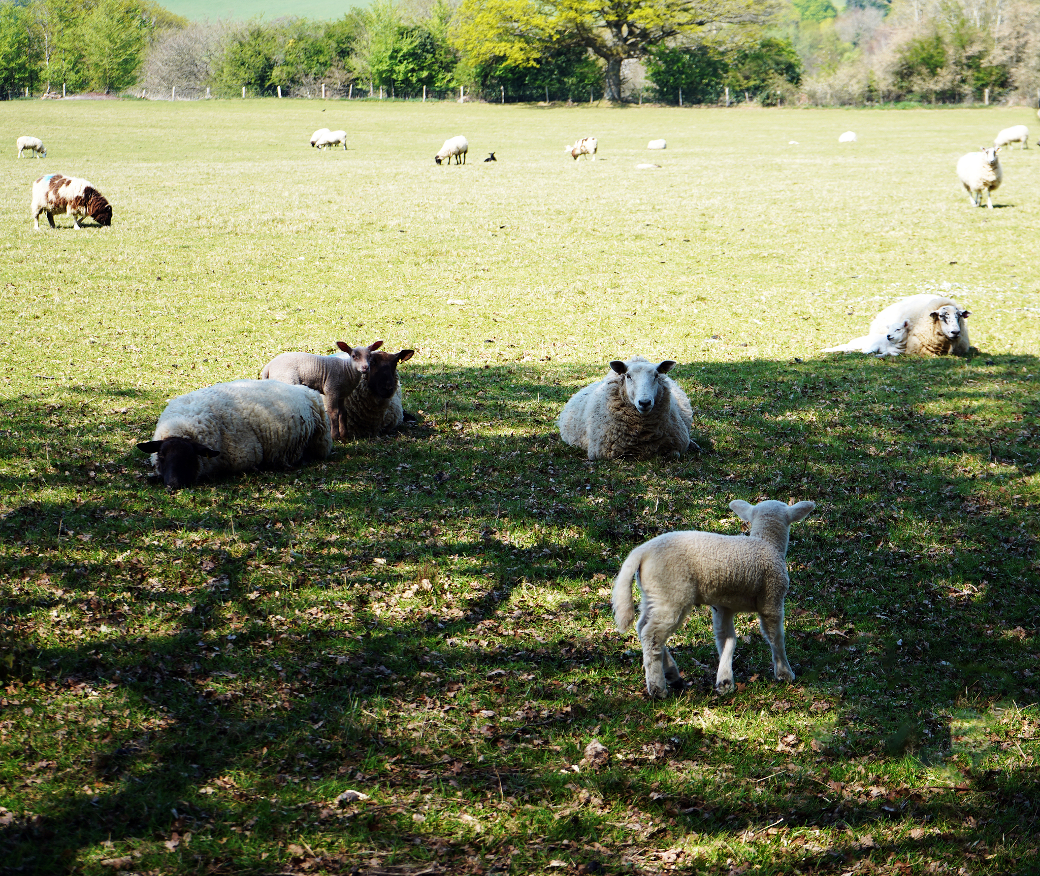 Why Does Britain Have a Favorable Environment for Sheep Farming?