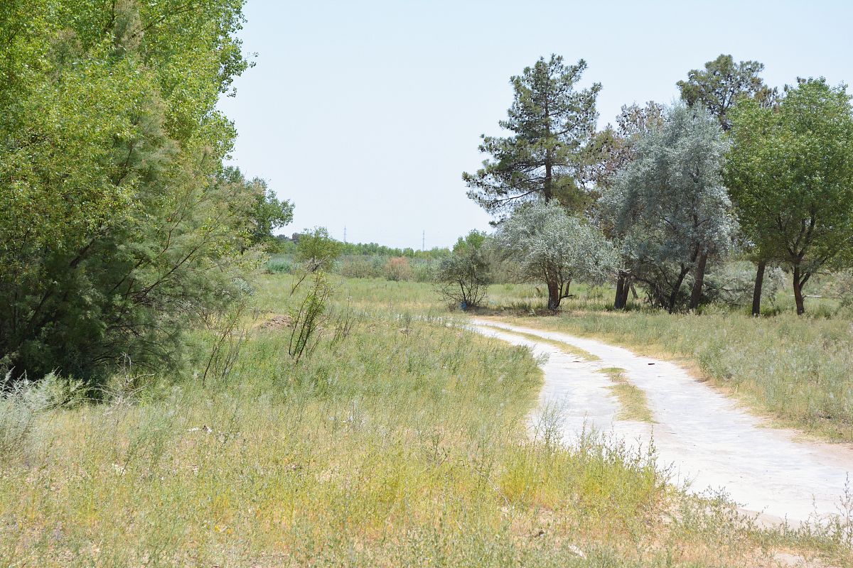 寫一篇作文題目是歸家路上的所見所聞1000字