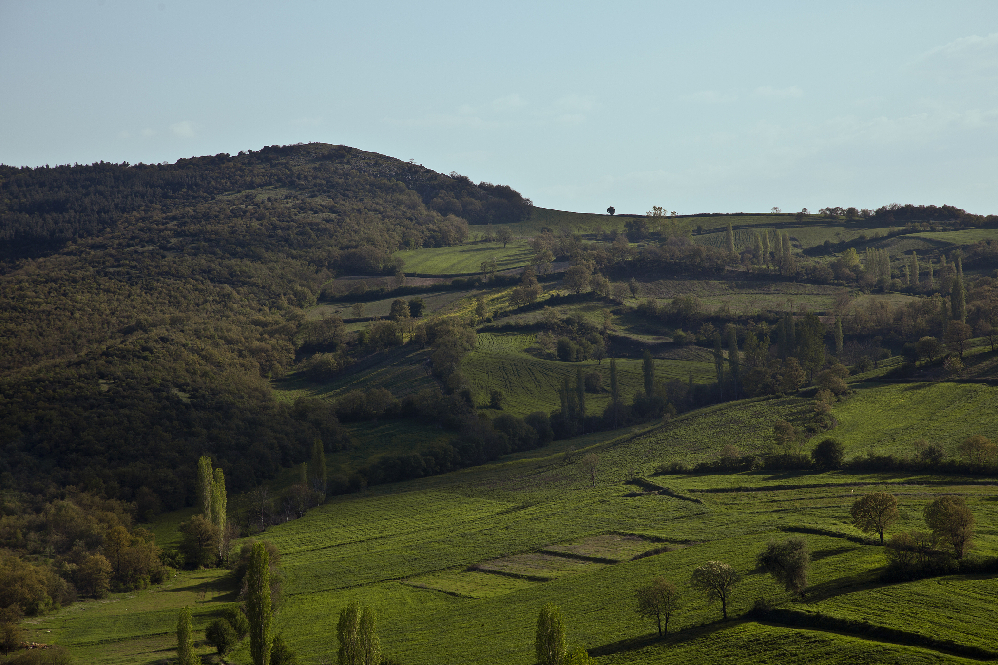 green scenery