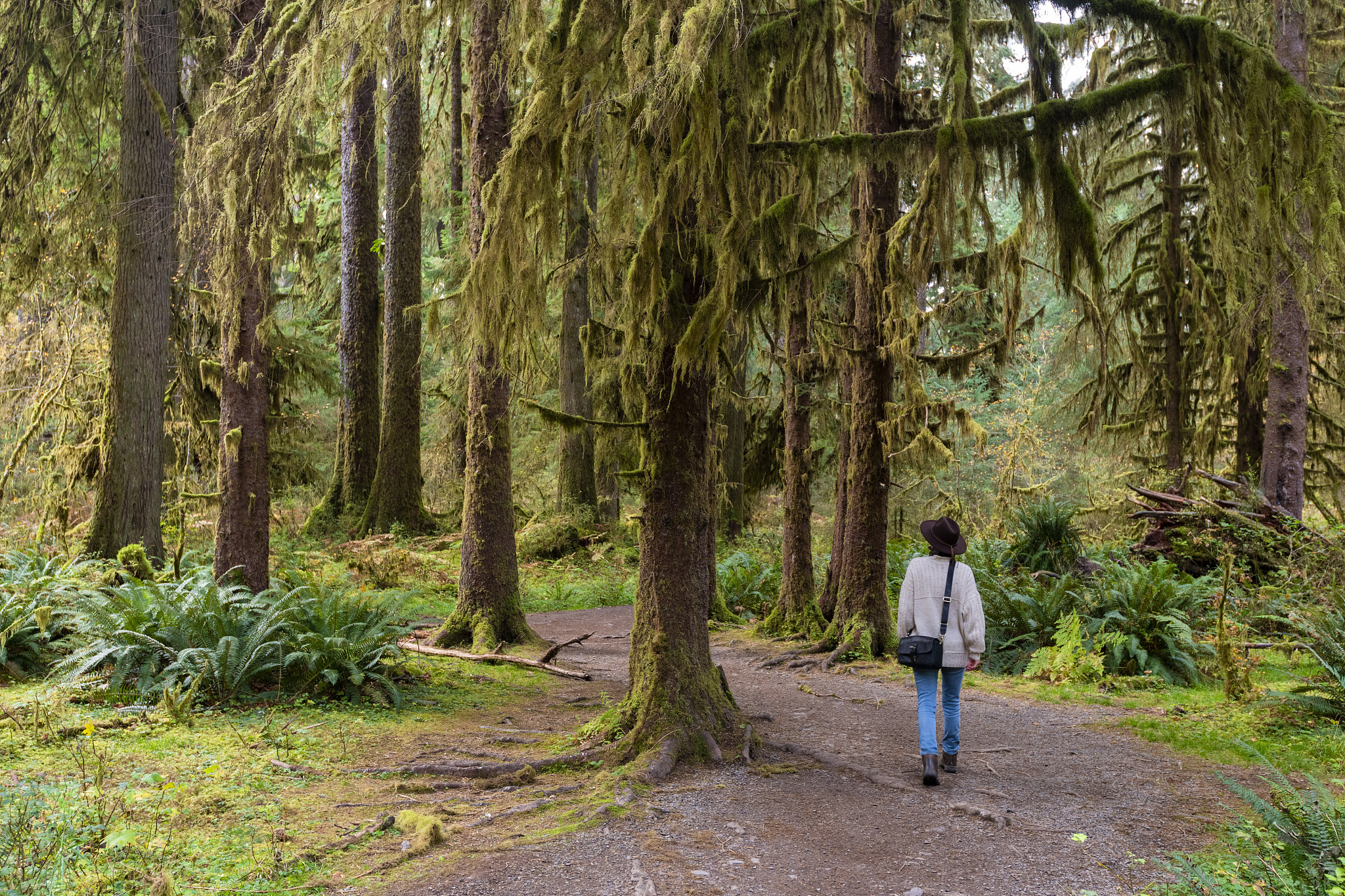 hall of mosses rainforest, olympic national park, unesco world h