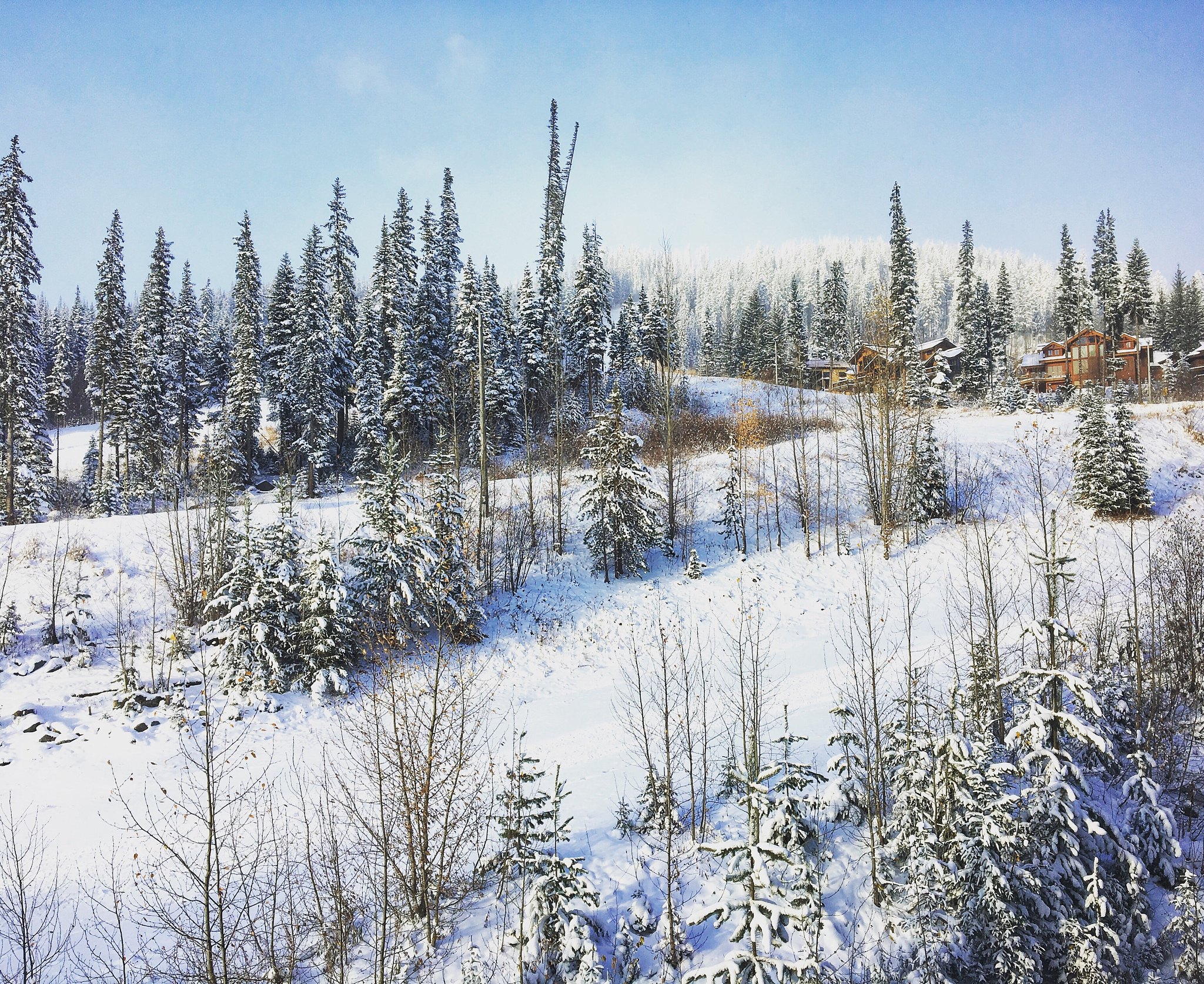 雪山草原白桦林：白色与黄色的壮丽对比