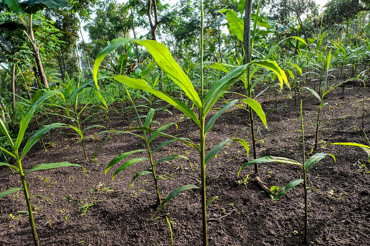小黄姜一斤能栽多少面积帮我用200字详细描述