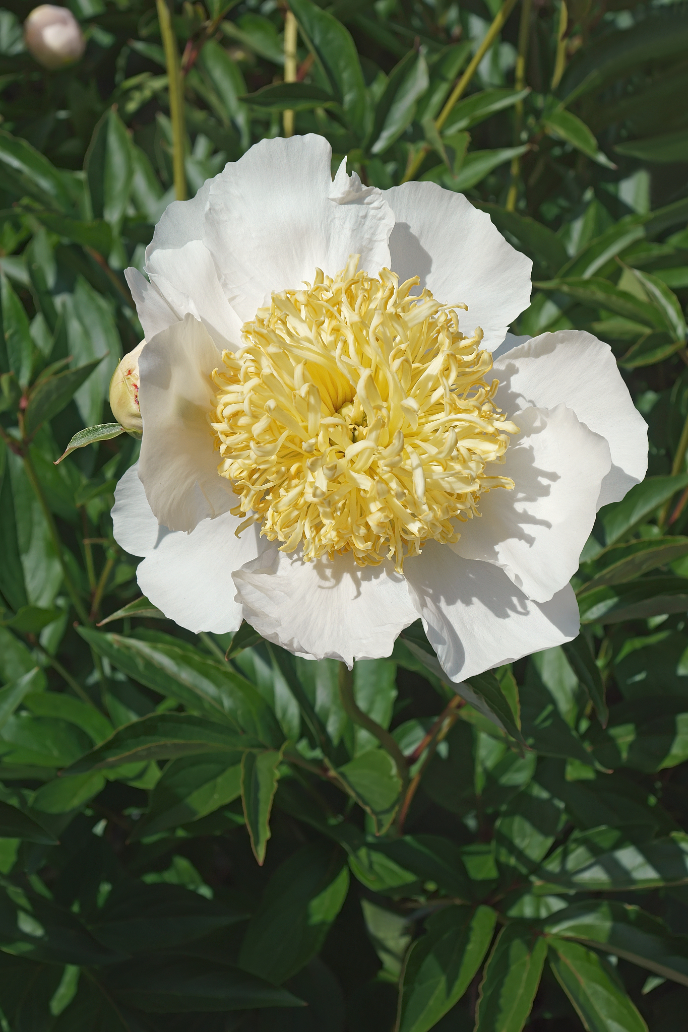 bu-te peony flower