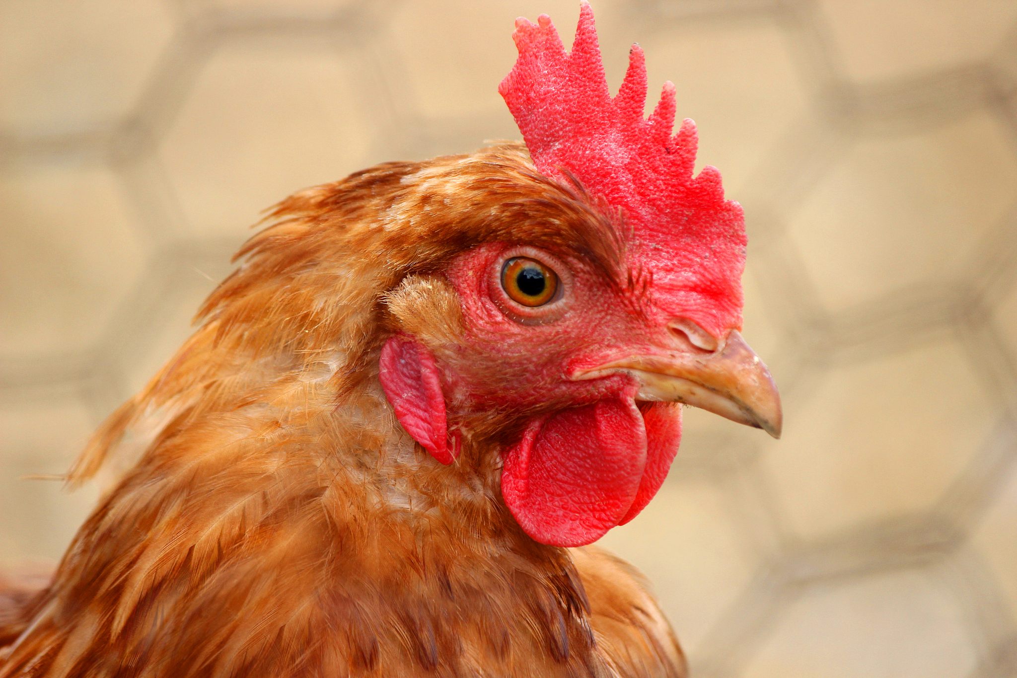 chicken