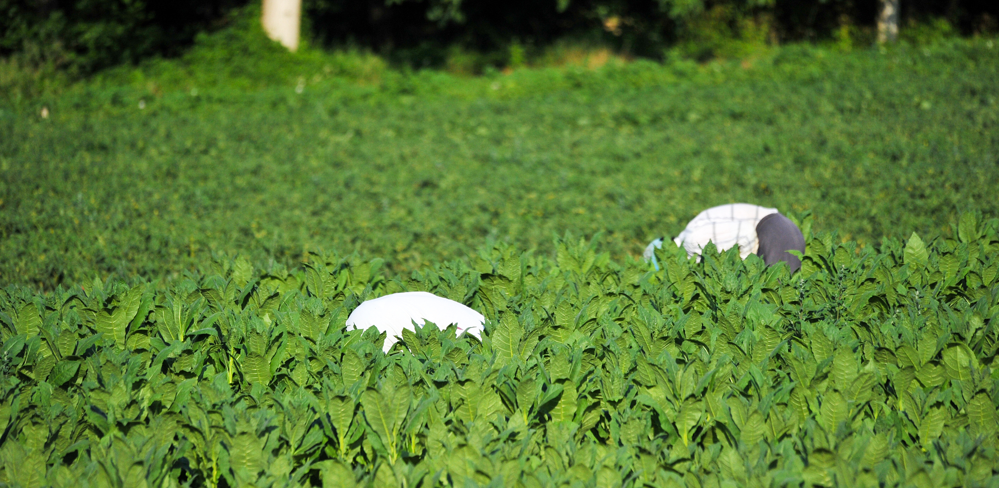 贵州烟草技术及管理专业职校推荐 - 培养烟草人才，助力产业发展