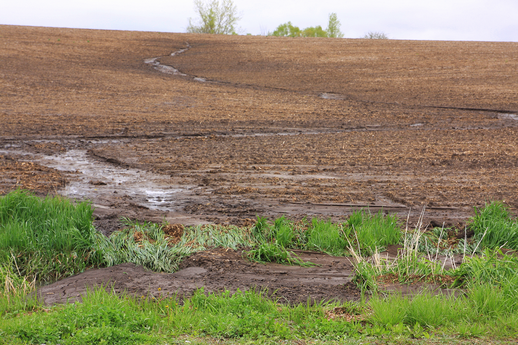 草被：保护土壤、防风固沙的生态卫士