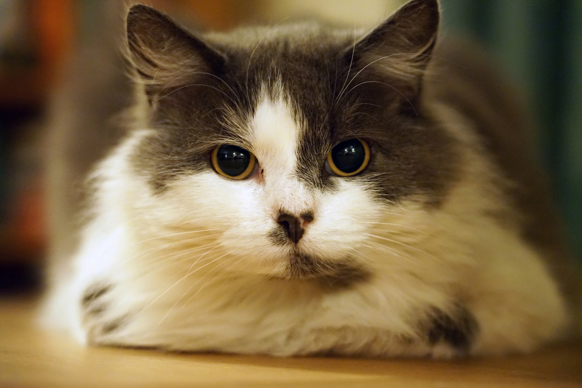 🐈聪明可爱的猫咪大盘点！谁是你心中的猫界智多星？