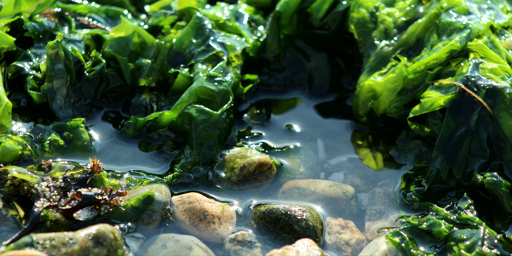 seaweed