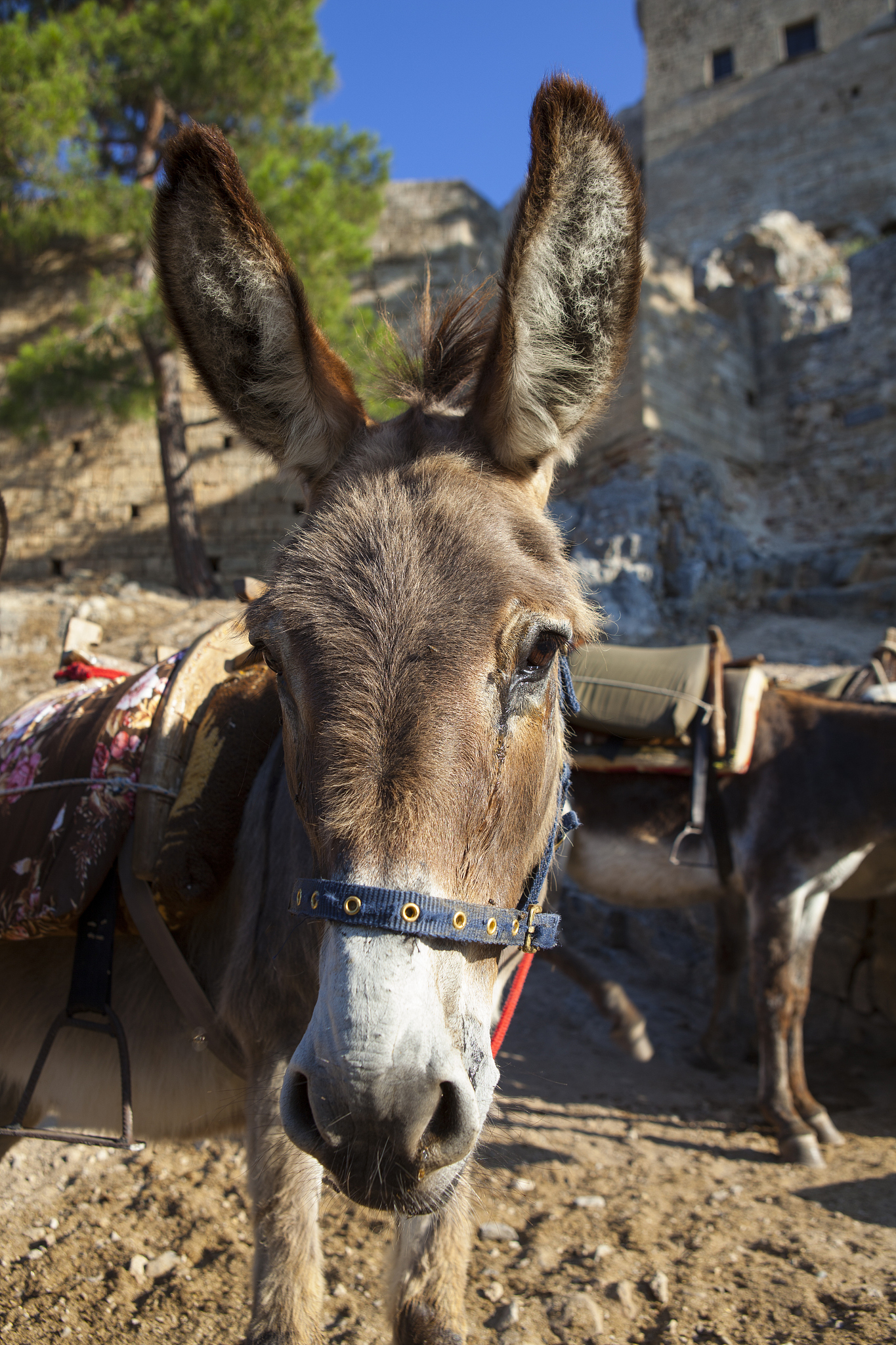 a donkey awaits it's next passenger, lindos