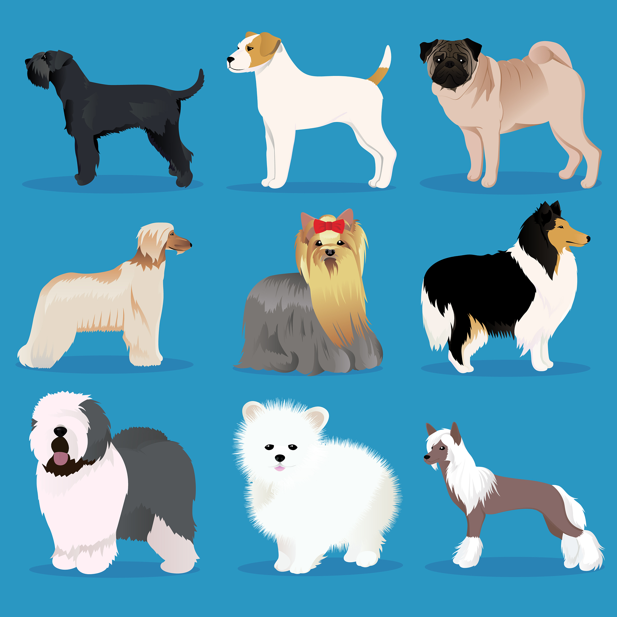 Why Dogs Are My Favorite Animal
