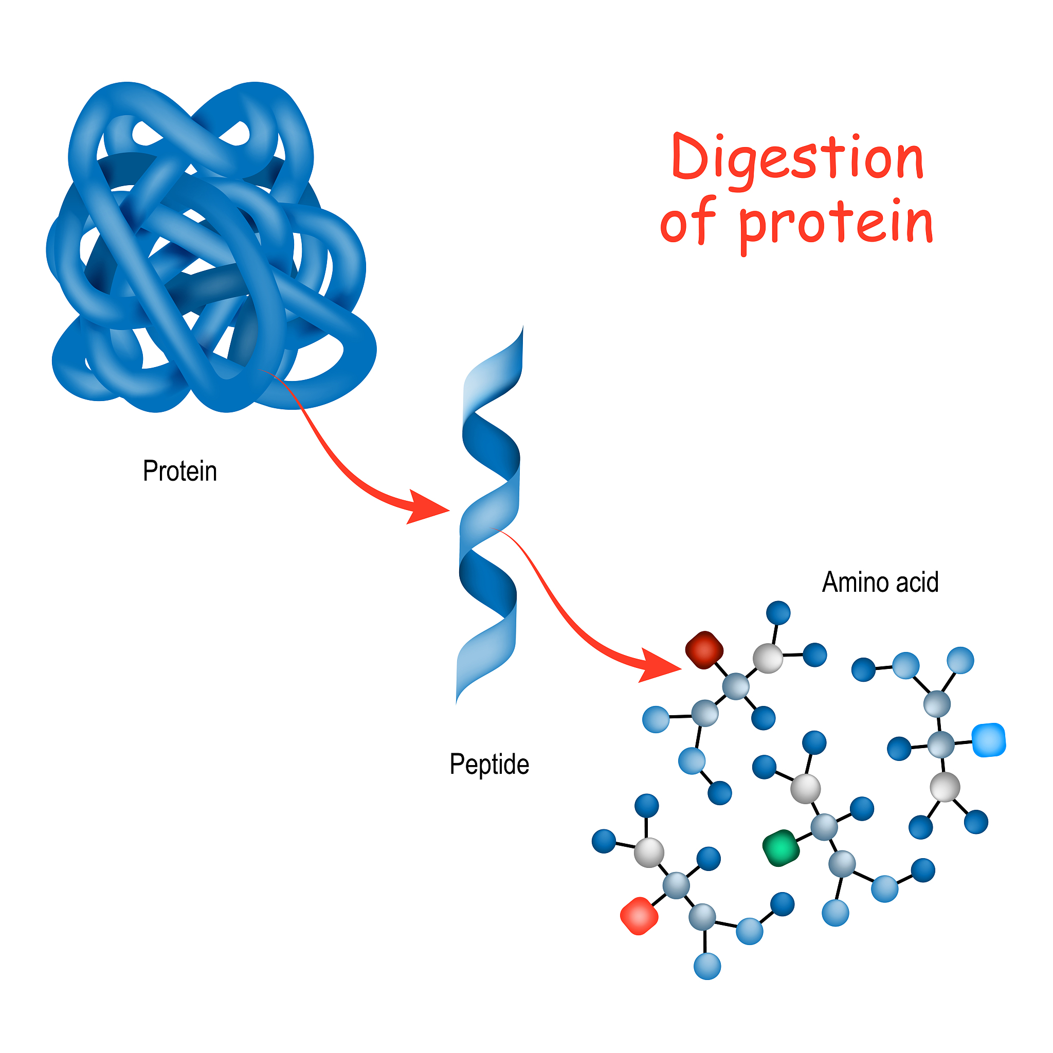 宿主金属蛋白酶Hfl B (Fts H)是什么