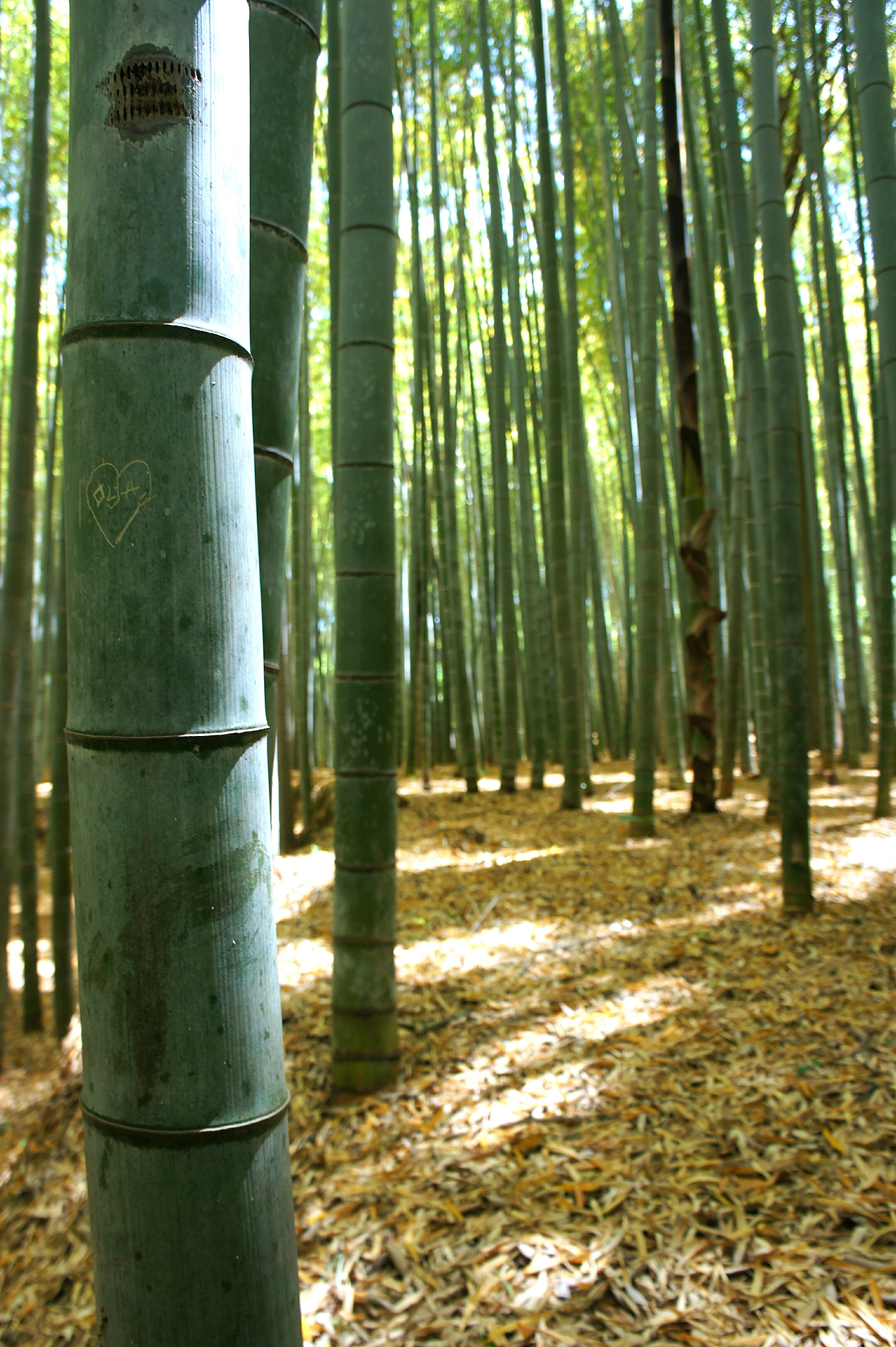 bamboo trees in forest