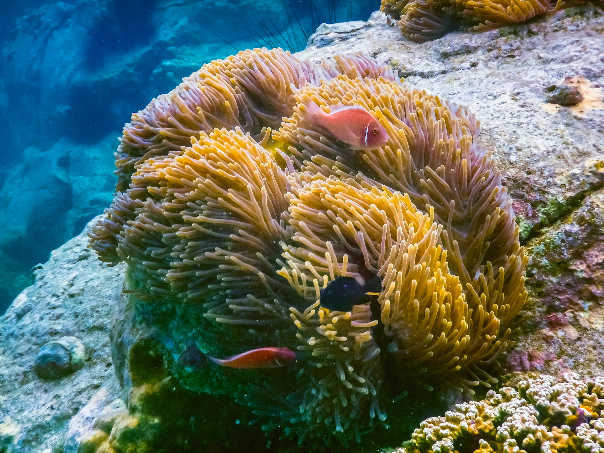 tropical coral reef in thailand