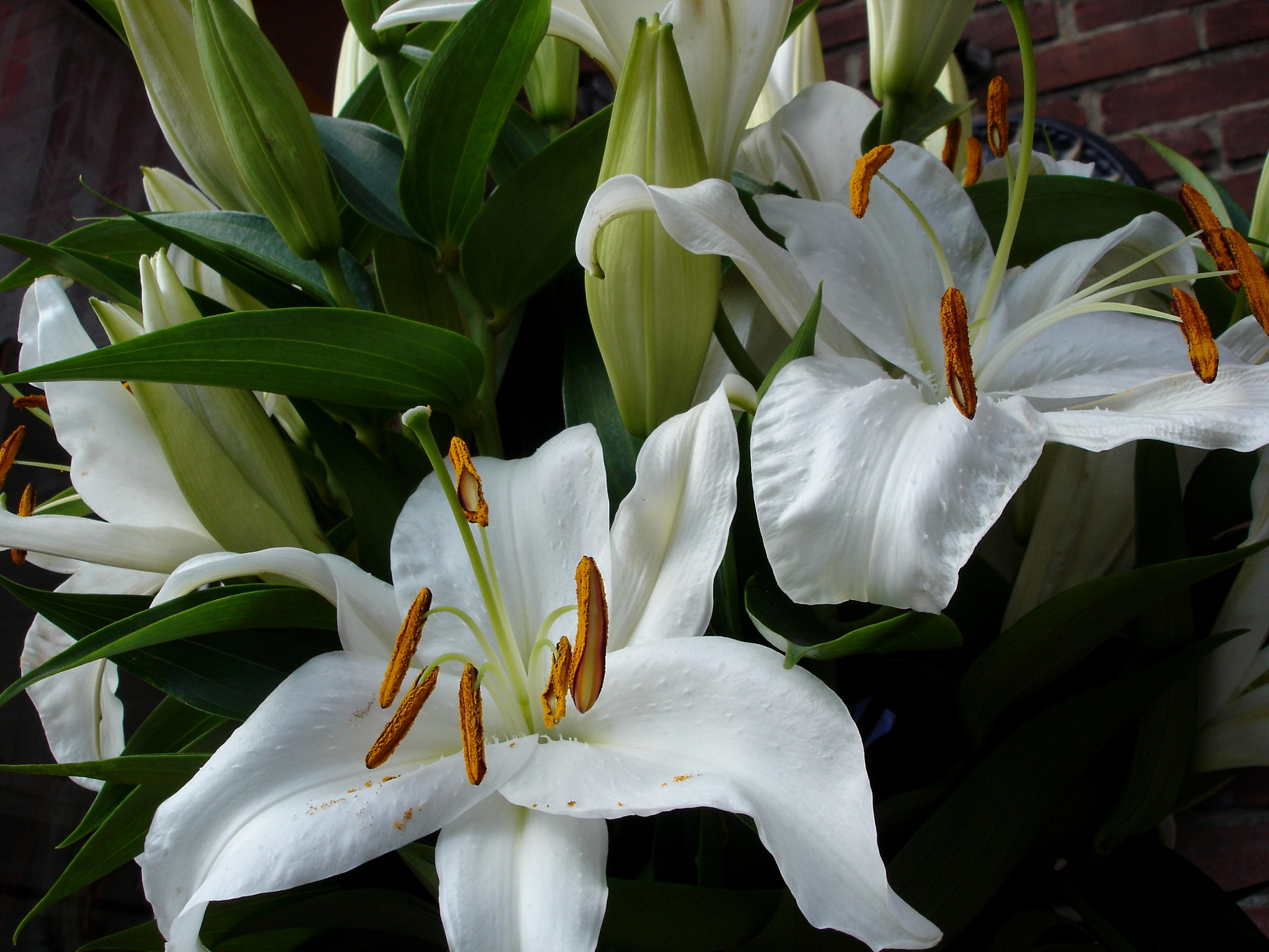 百合花开了之后怎么处理会二次开花吗400字