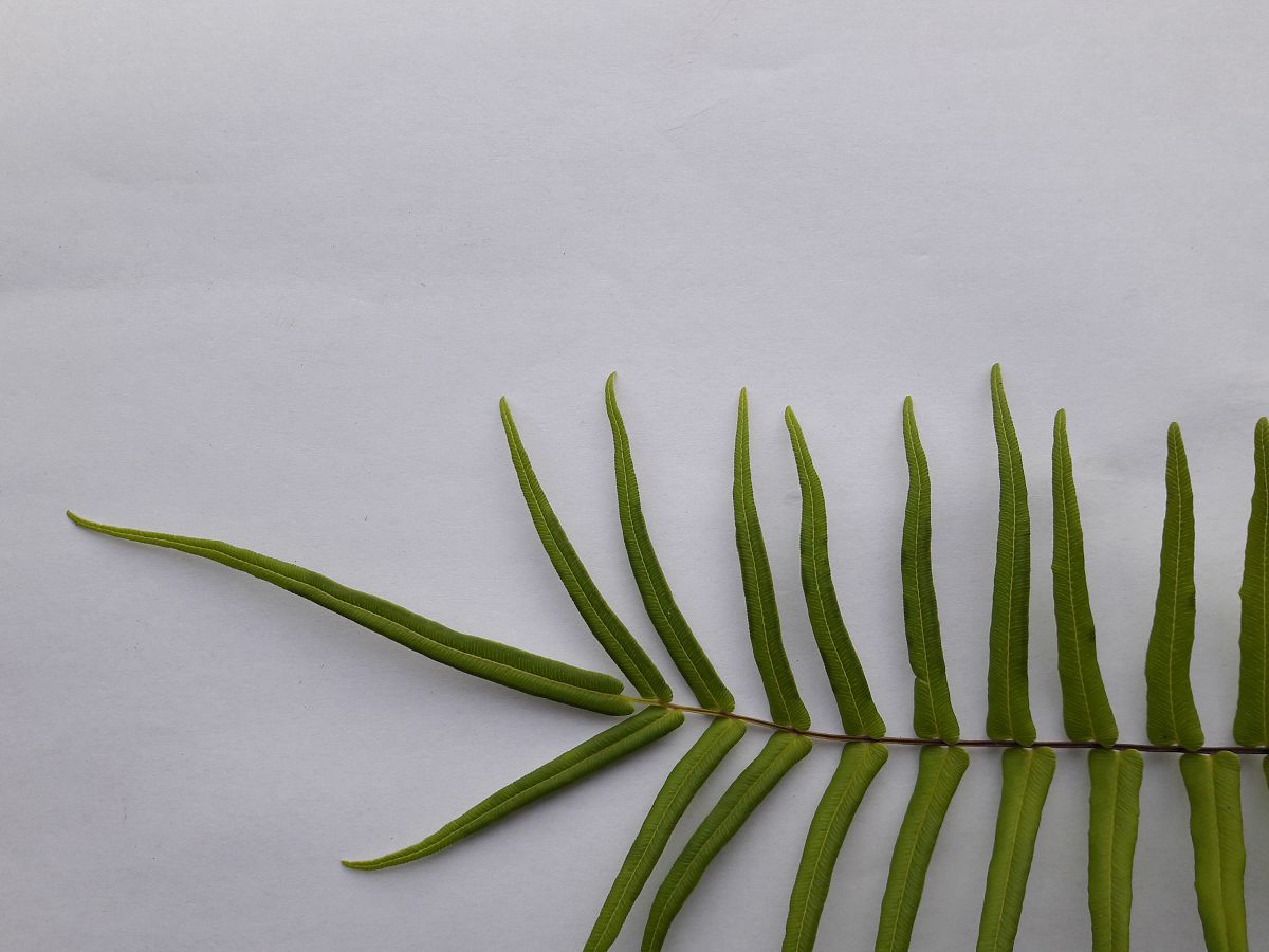 遵义医药高等专科学校药学怎么样招生对象是啥